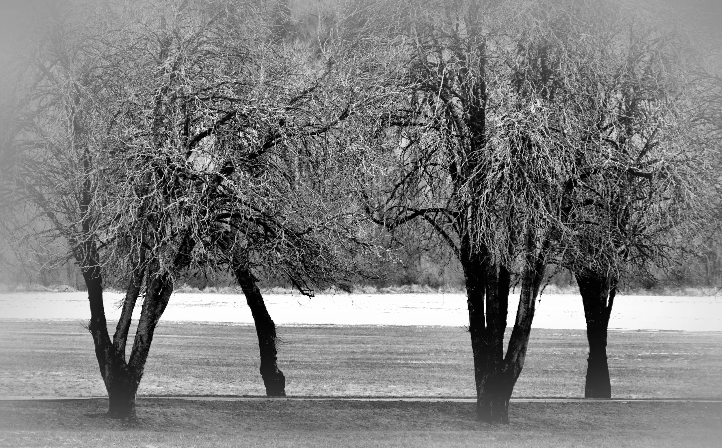 Trees at Carnation Farms SON02744 BW.JPG