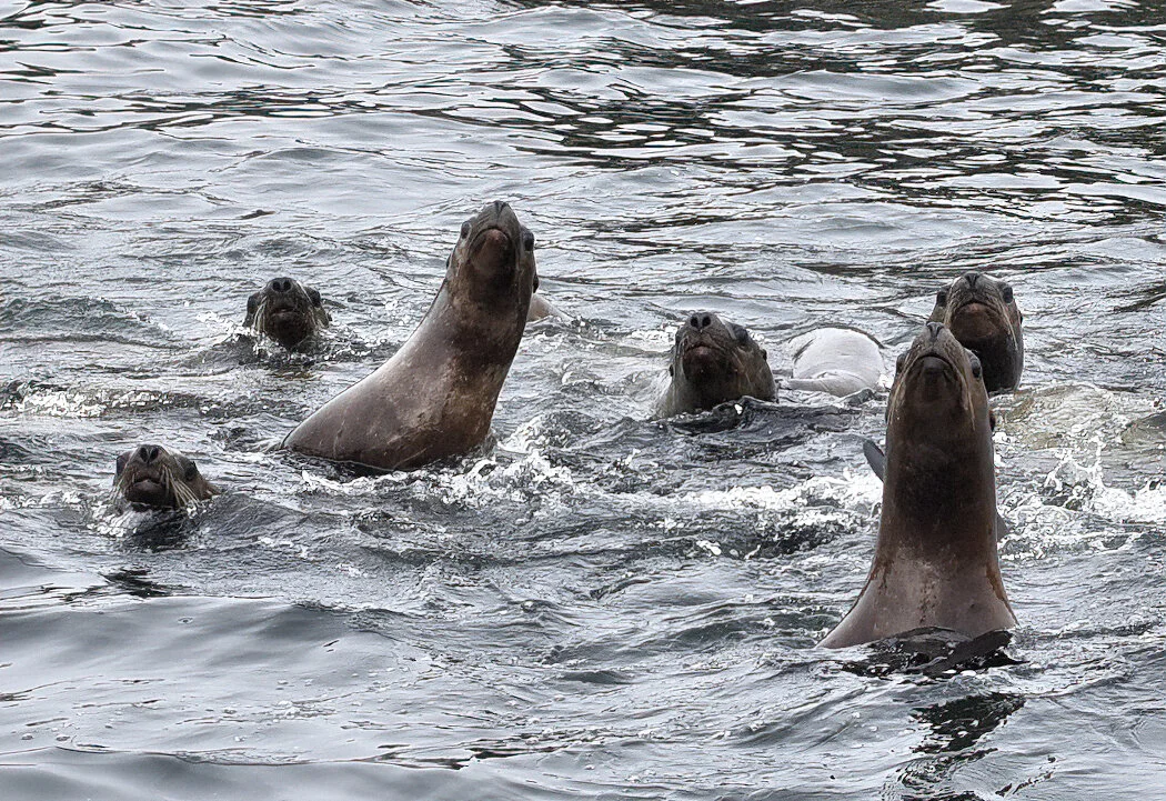 _DSC2156 Cropped-sharpen-softness.JPG