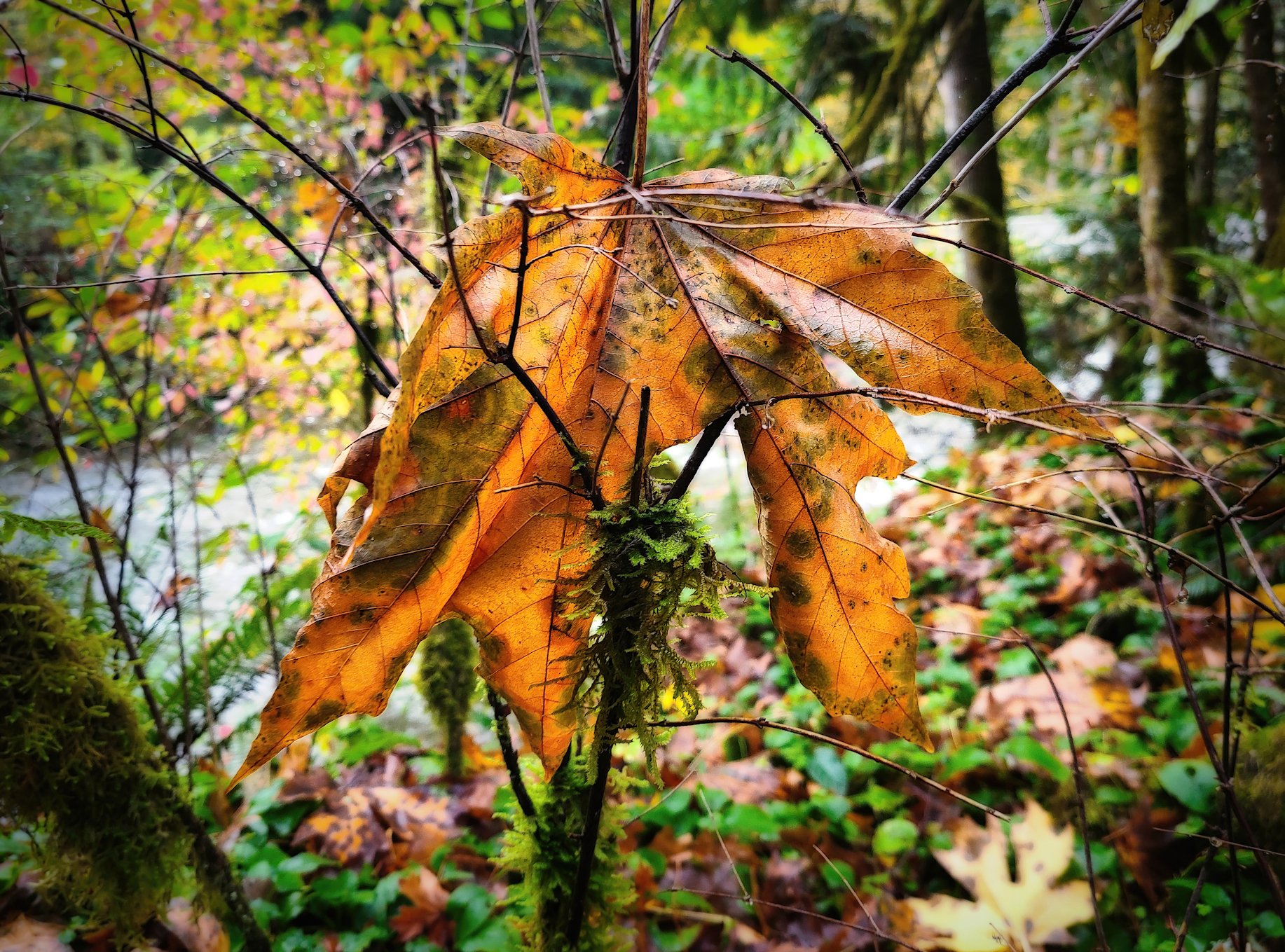 20201018_165223 2-gigapixel-width-7500px-sharpen-stabilize WEB.jpg