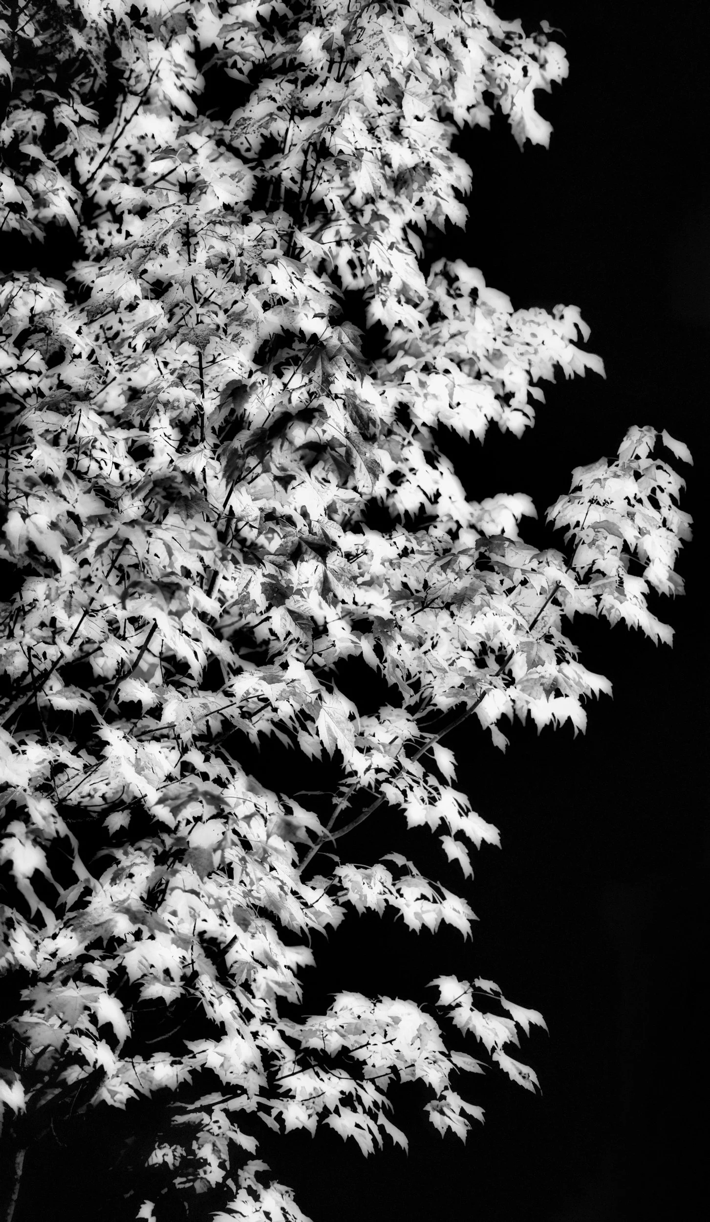 Broadhurst Tree Pic_Nik BW Web.jpg