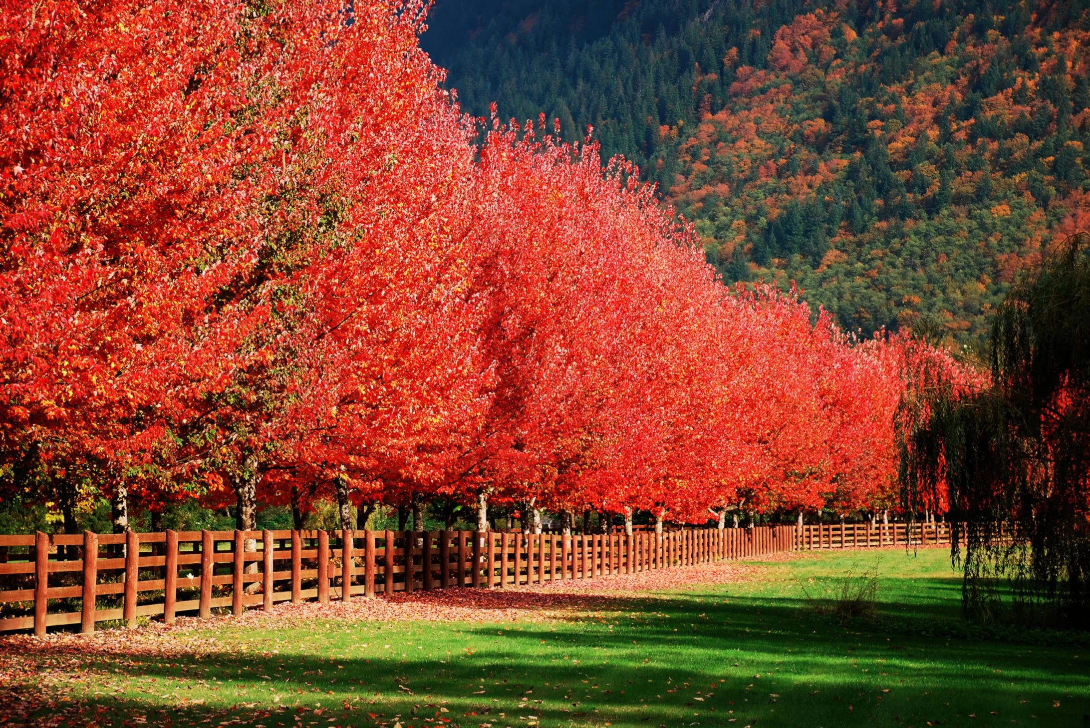 DSC_0486 DXO Film Render-gigapixel-width-WEB.JPG