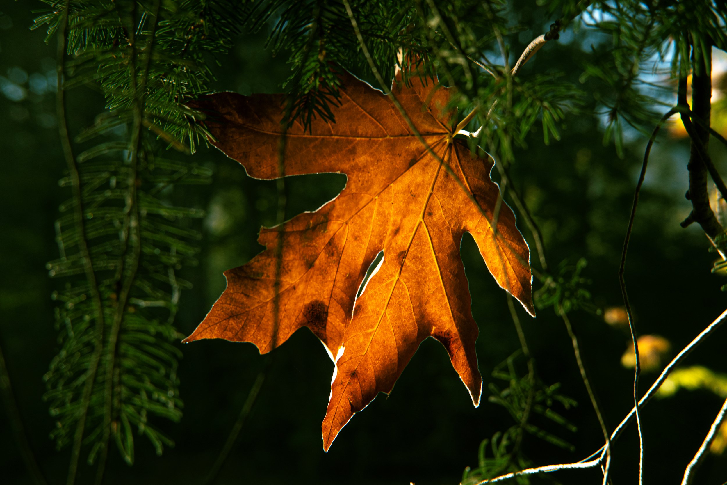 ZFC_0137 WEB.jpg
