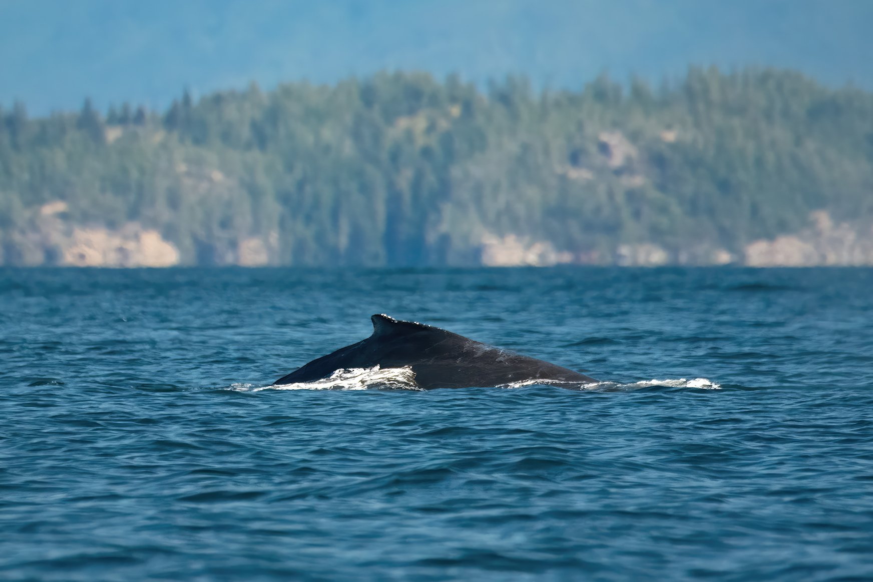 DSC_9133-DeNoiseAI-gigapixel-standard-width-7499px BEST-sharpen WEB CROPPED.jpg