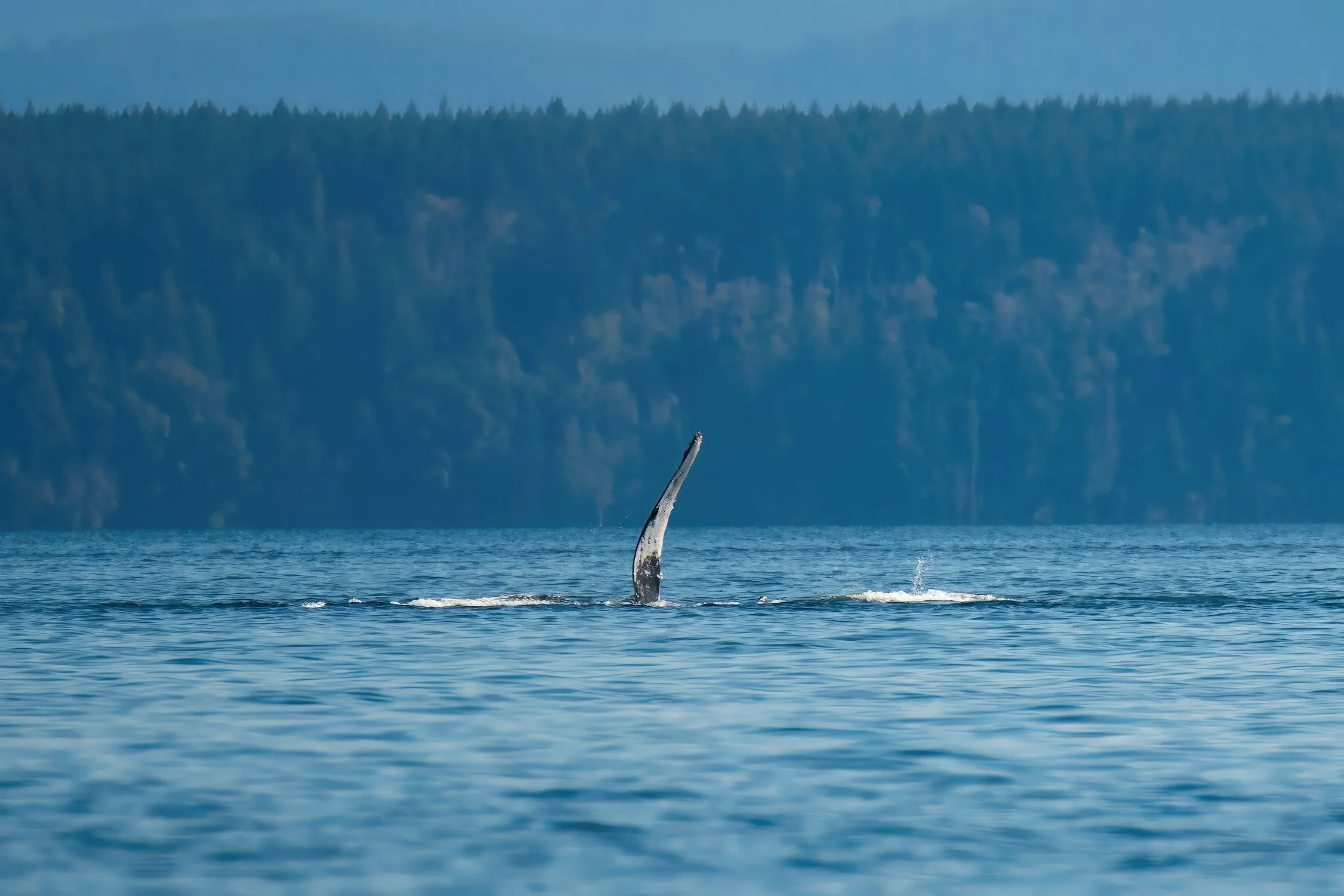 DSC_8924-DeNoiseAI-gigapixel-standard-width-7499px BEST-denoise WEB.jpg