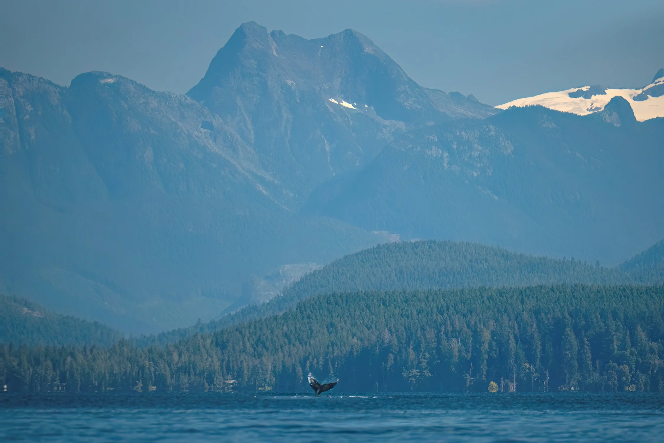 DSC_9086-DeNoiseAI-gigapixel-standard-width-7499px BEST-denoise-exposure WEB.jpg