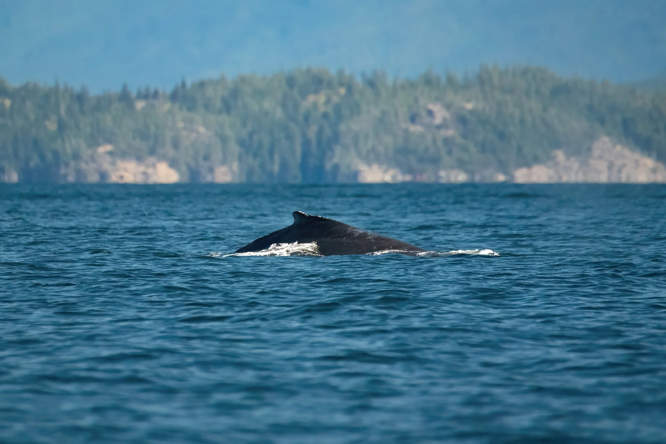 DSC_9133-DeNoiseAI-gigapixel-standard-width-7499px BEST-sharpen WEB.jpg
