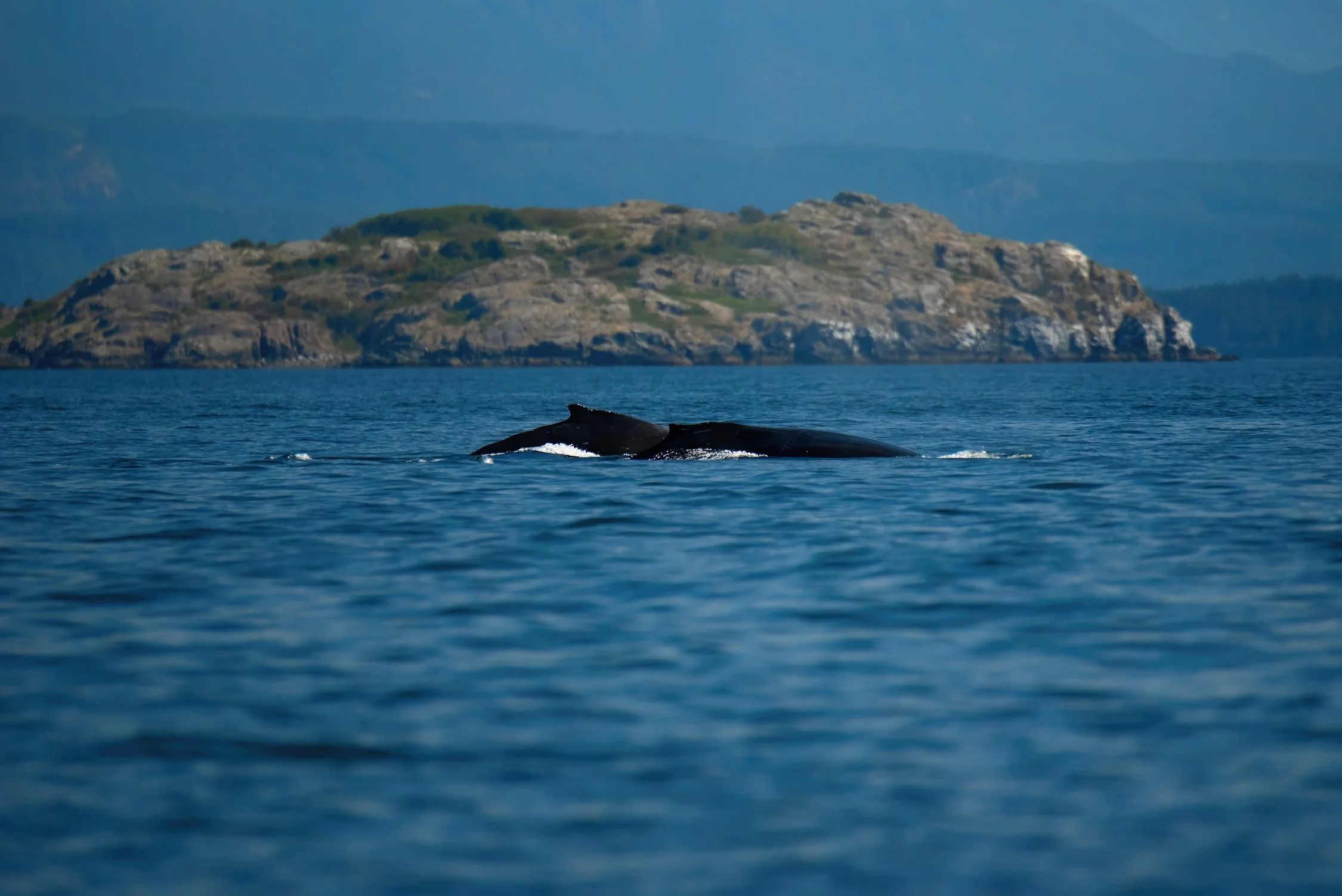 DSC_9157-DeNoiseAI-gigapixel-standard-width-7499px BEST-sharpen-denoise WEB.jpg
