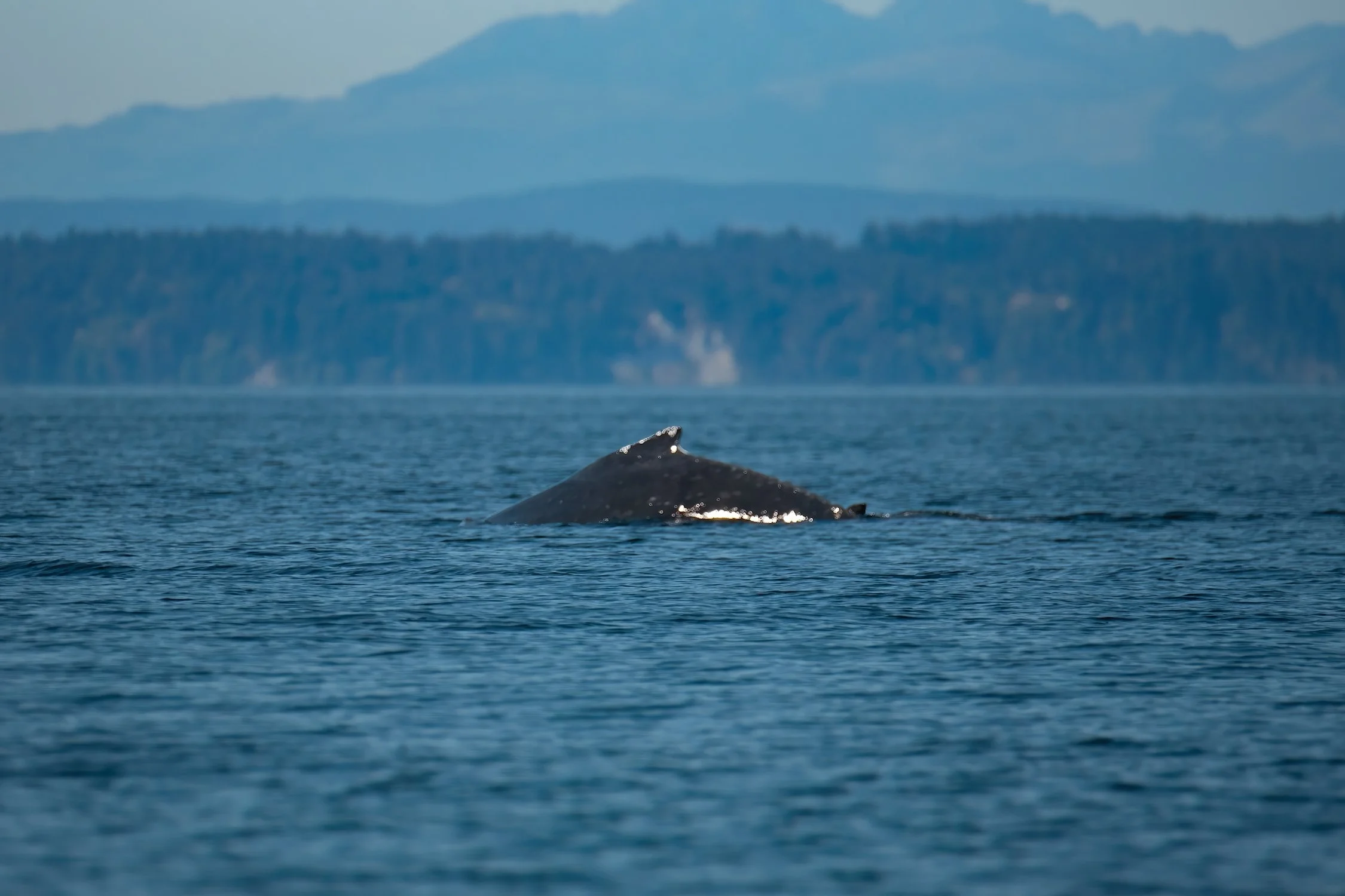 DSC_9225-DeNoiseAI-gigapixel-standard-width-7499px BEST-sharpen-denoise WEB.jpg