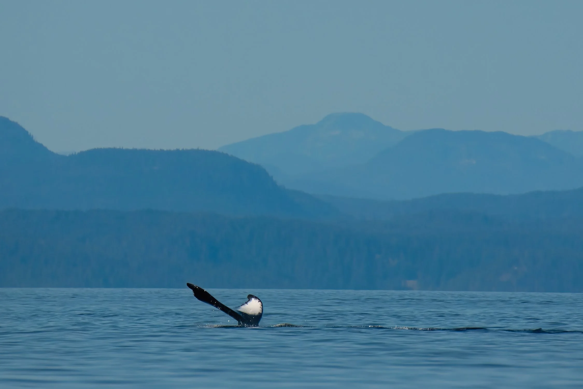 DSC_9331-DeNoiseAI-gigapixel-standard-width-7499px BEST-sharpen.jpg