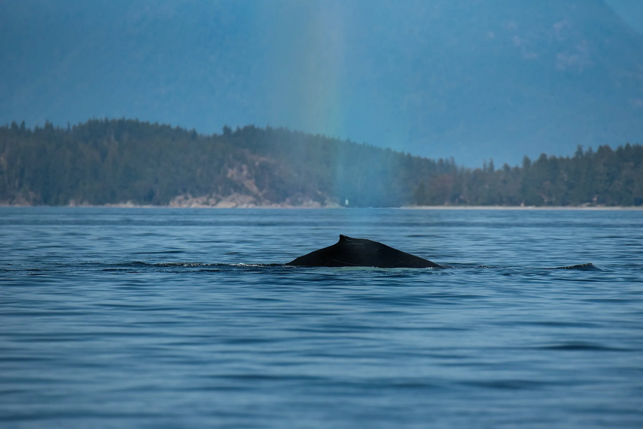 DSC_9345-DeNoiseAI-gigapixel-standard-width-7499px BEST-sharpen.jpg