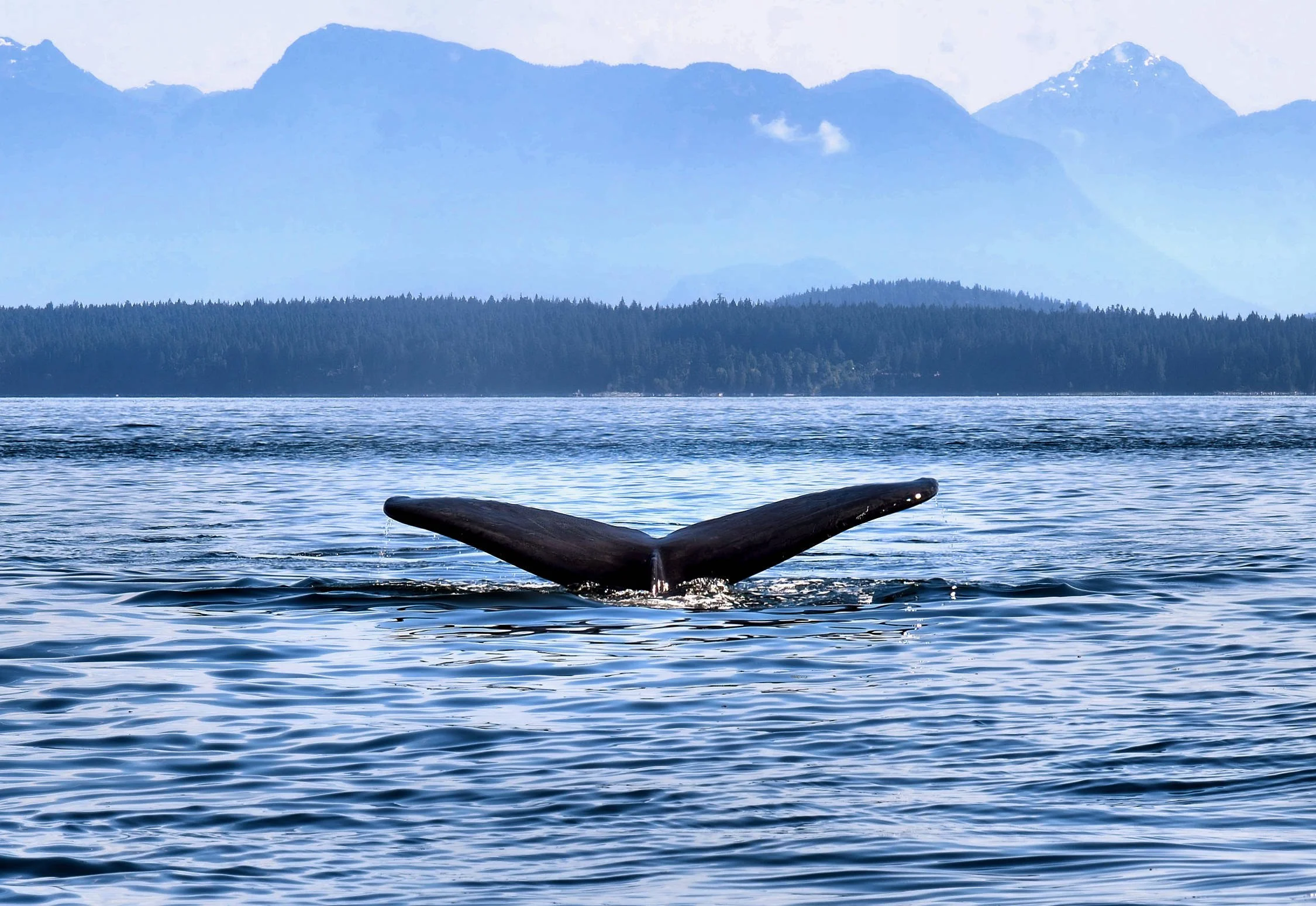 _DSC5395_135-standard-width-6000px-gigapixel-SharpenAI-softness Web.jpg