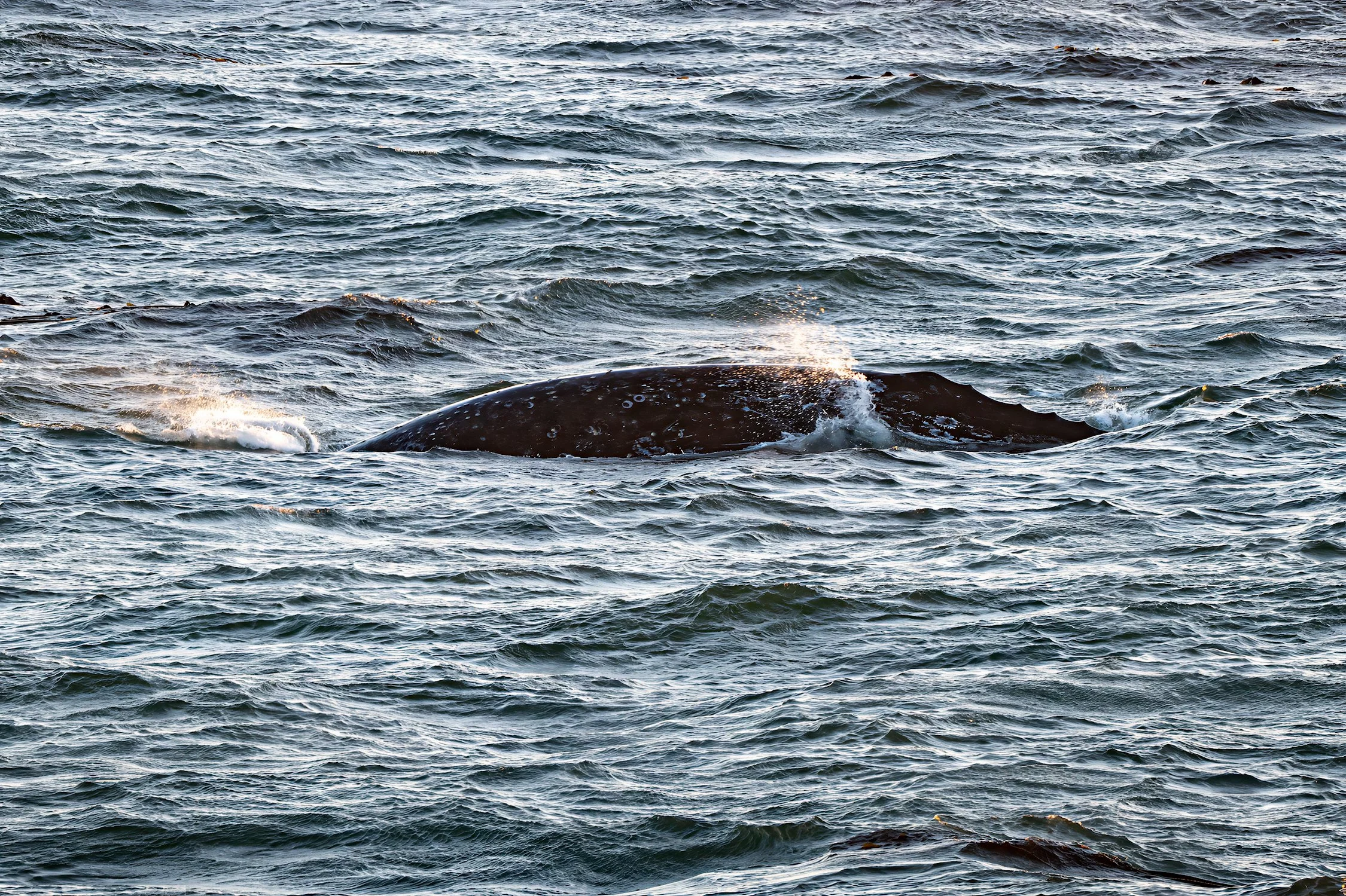 ZFC_7395 EDIT-recover v2-2250w.jpeg