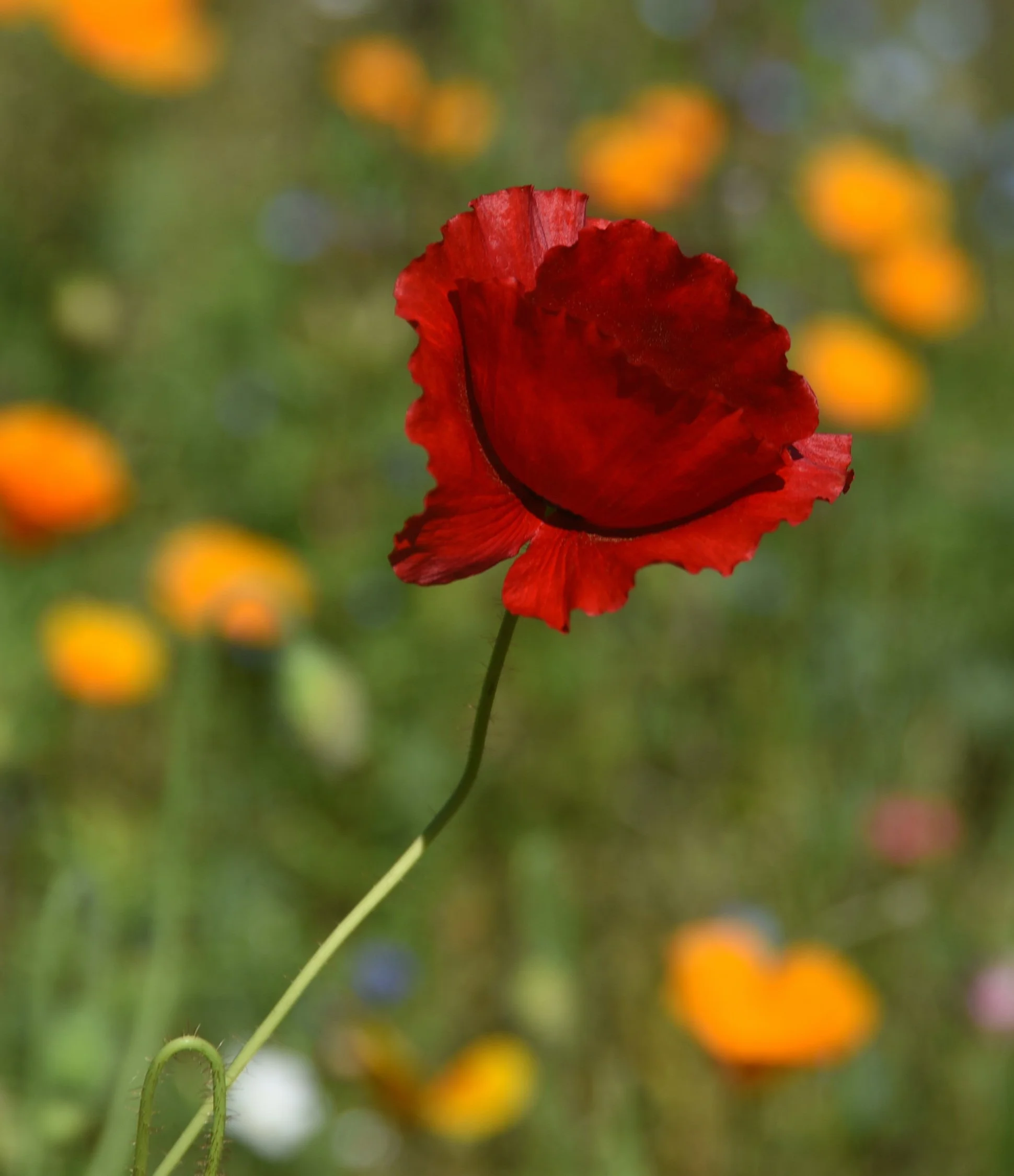 DSC_99062250px WEB_020.JPG