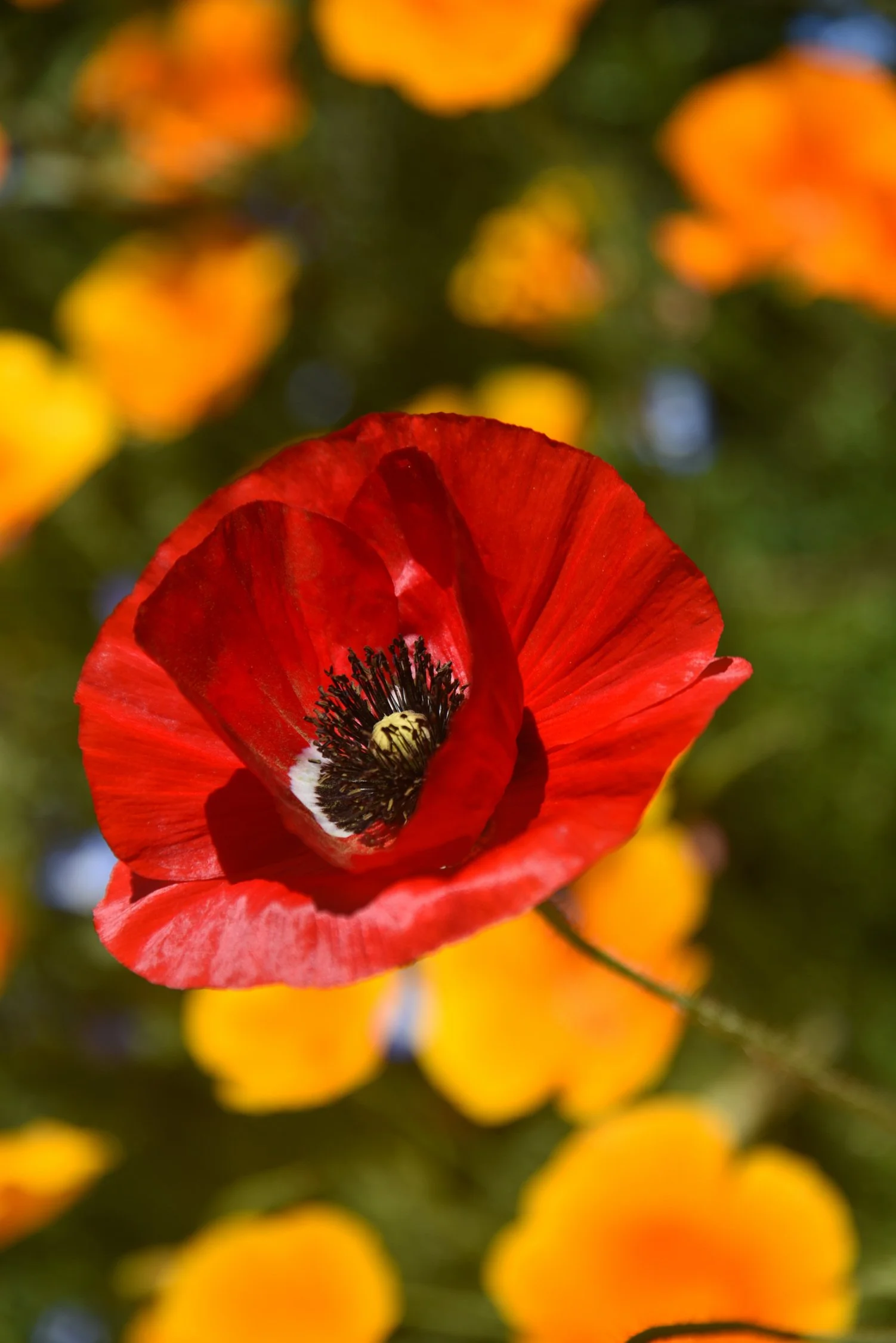 DSC_98812250px WEB_013.JPG