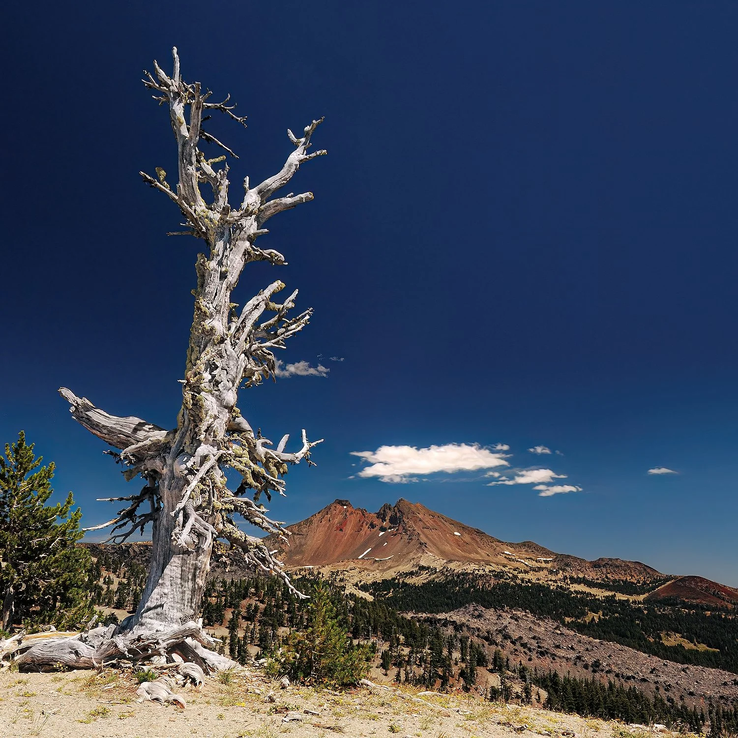 Broken Top Snag DSC_3696-gigapix-w7500 DeNoiseAI BEST WEB.jpg