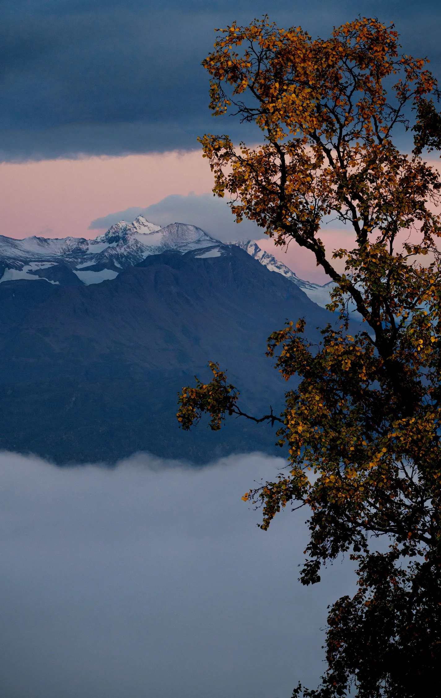 Vertical Fall Leaves and Kachemak Upper Bay 2 WEB.jpg