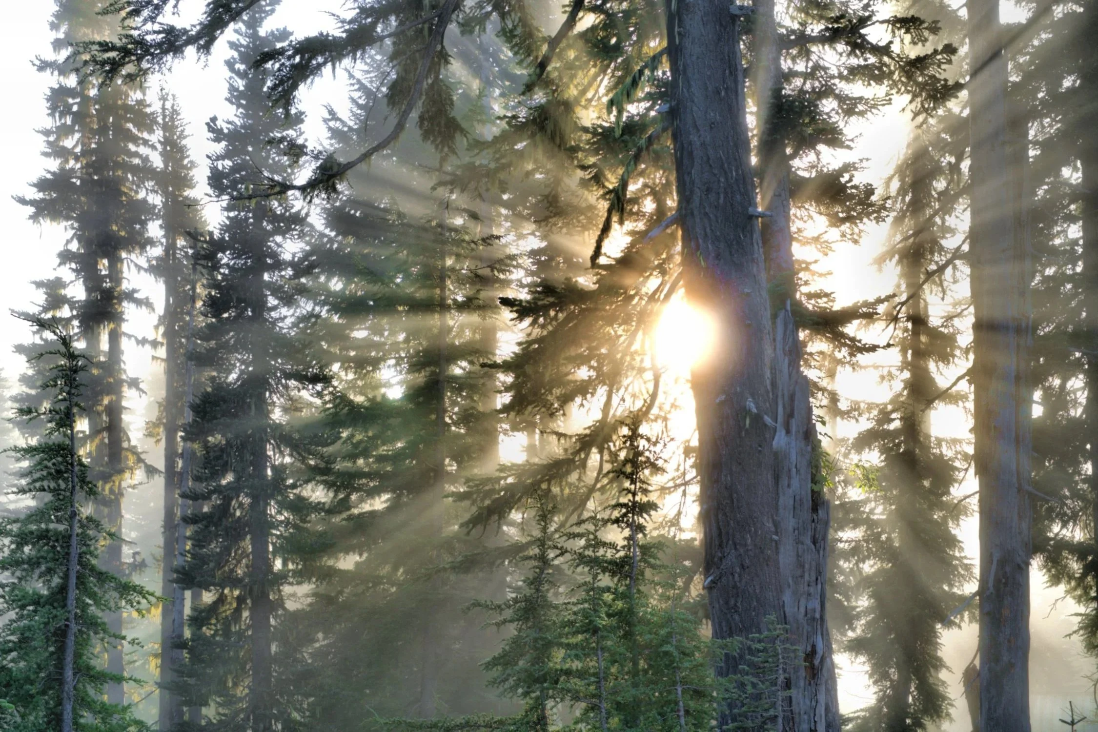 Suns+Rays+through+Trees+Mount+Rainier+National+Park+Horiz+WEB.jpg