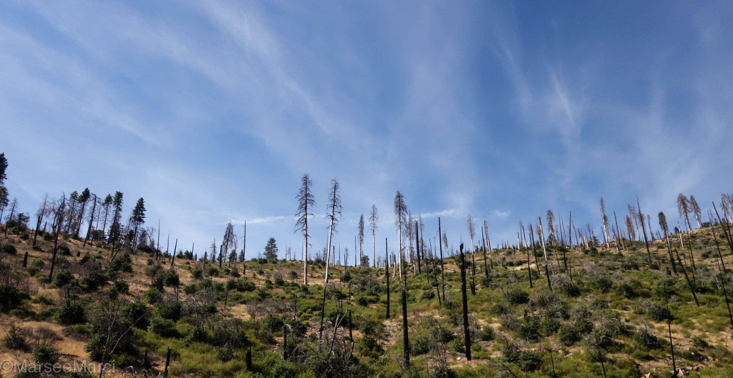 Some parts looked a little sad..Yosemite tends to have a few natural wildfires a year from lighting strikes and sometimes they just let it burn out to keep nature at it's purest state.. it was still a little strange to see toothpicks for trees.. 