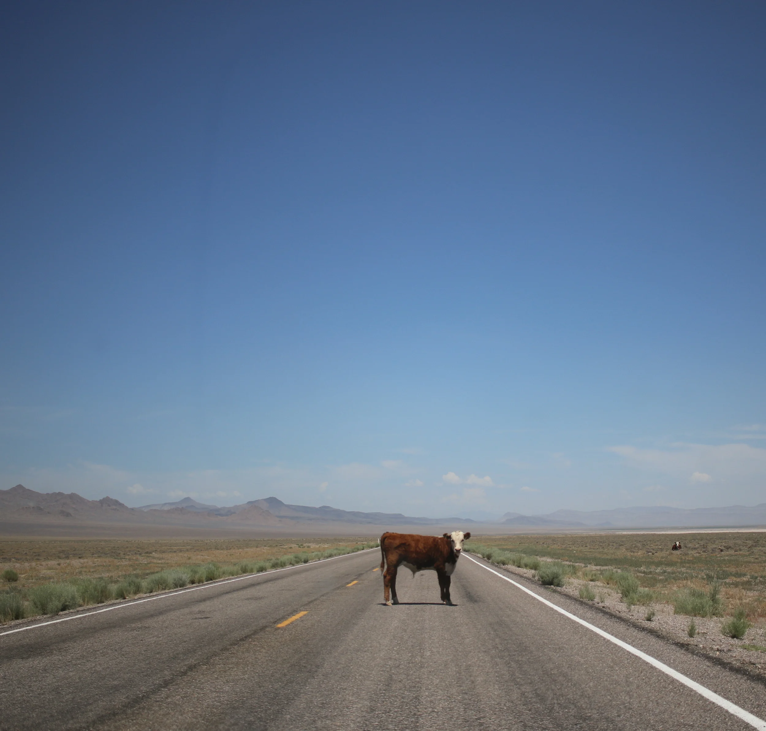 Look at this cow. He knew what was up. He obviously owns the place, and I am ok with that. 