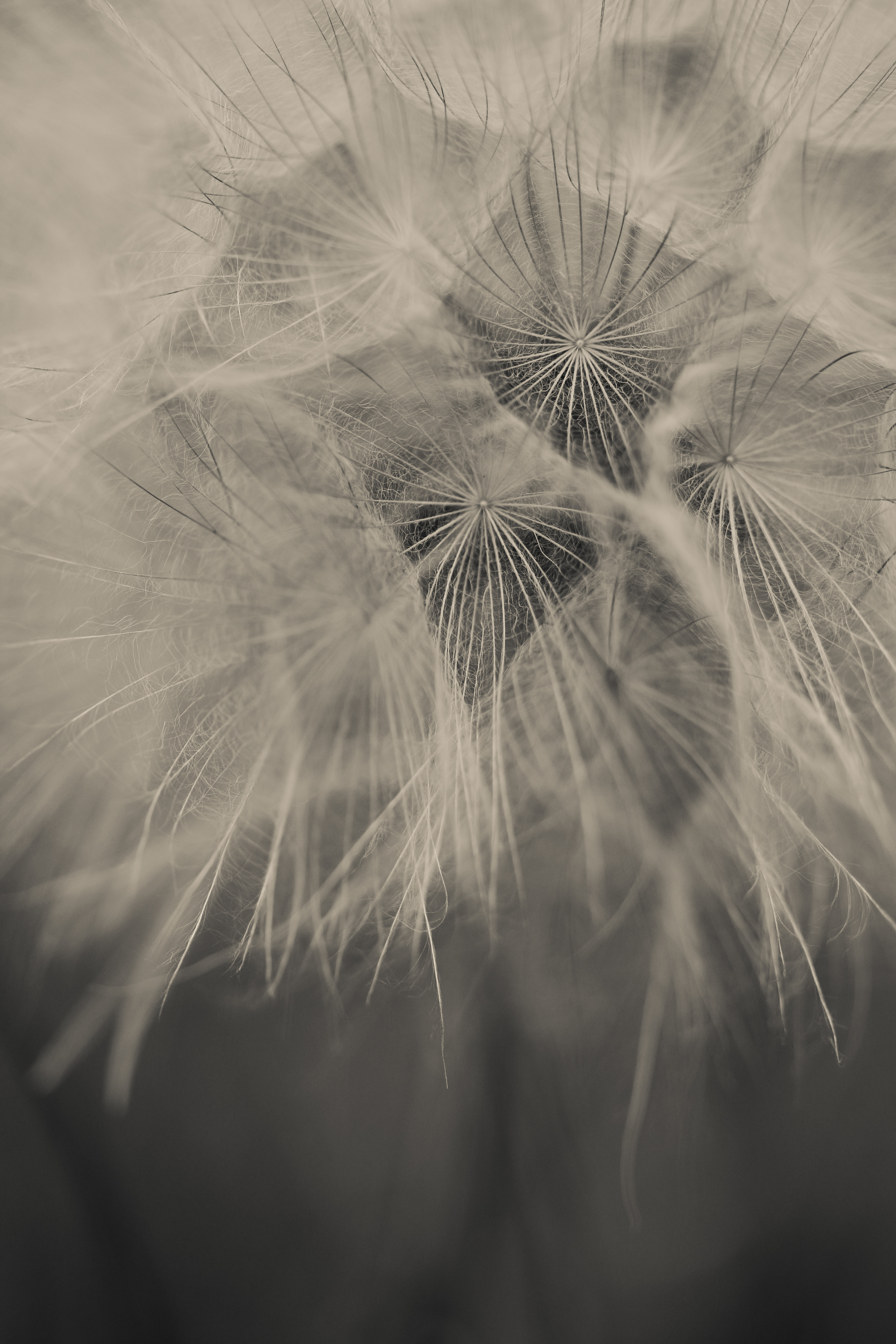Dandelions really might be my new favorite flower to photograph. I'm obsessed. 