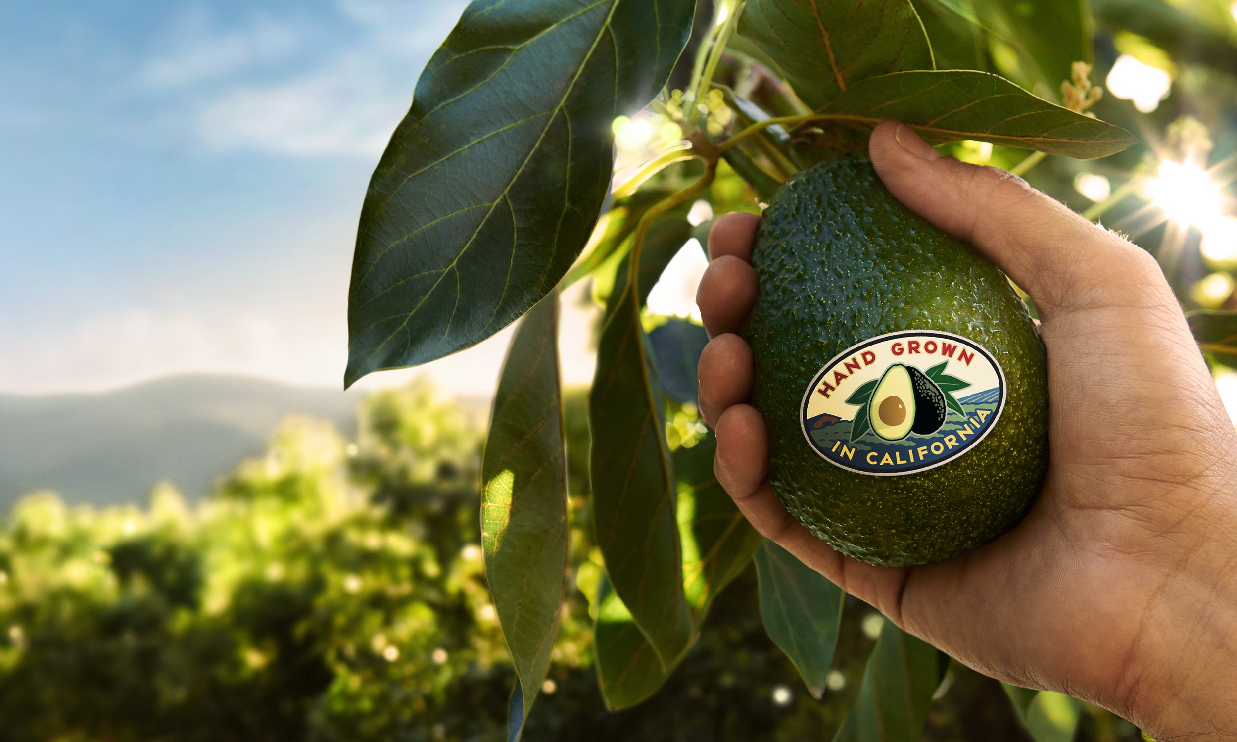 Hand Avocado.jpg