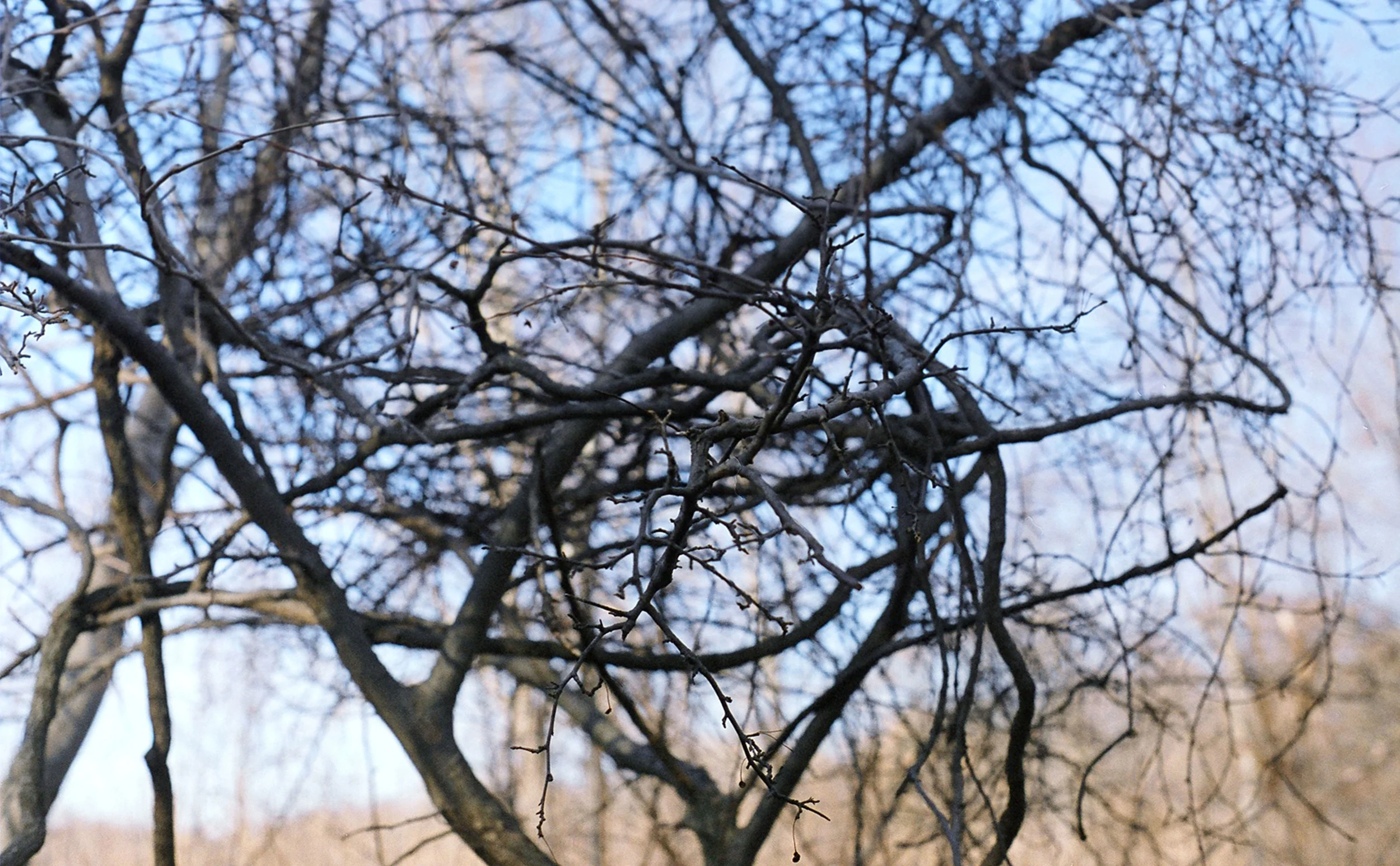 branches.jpg