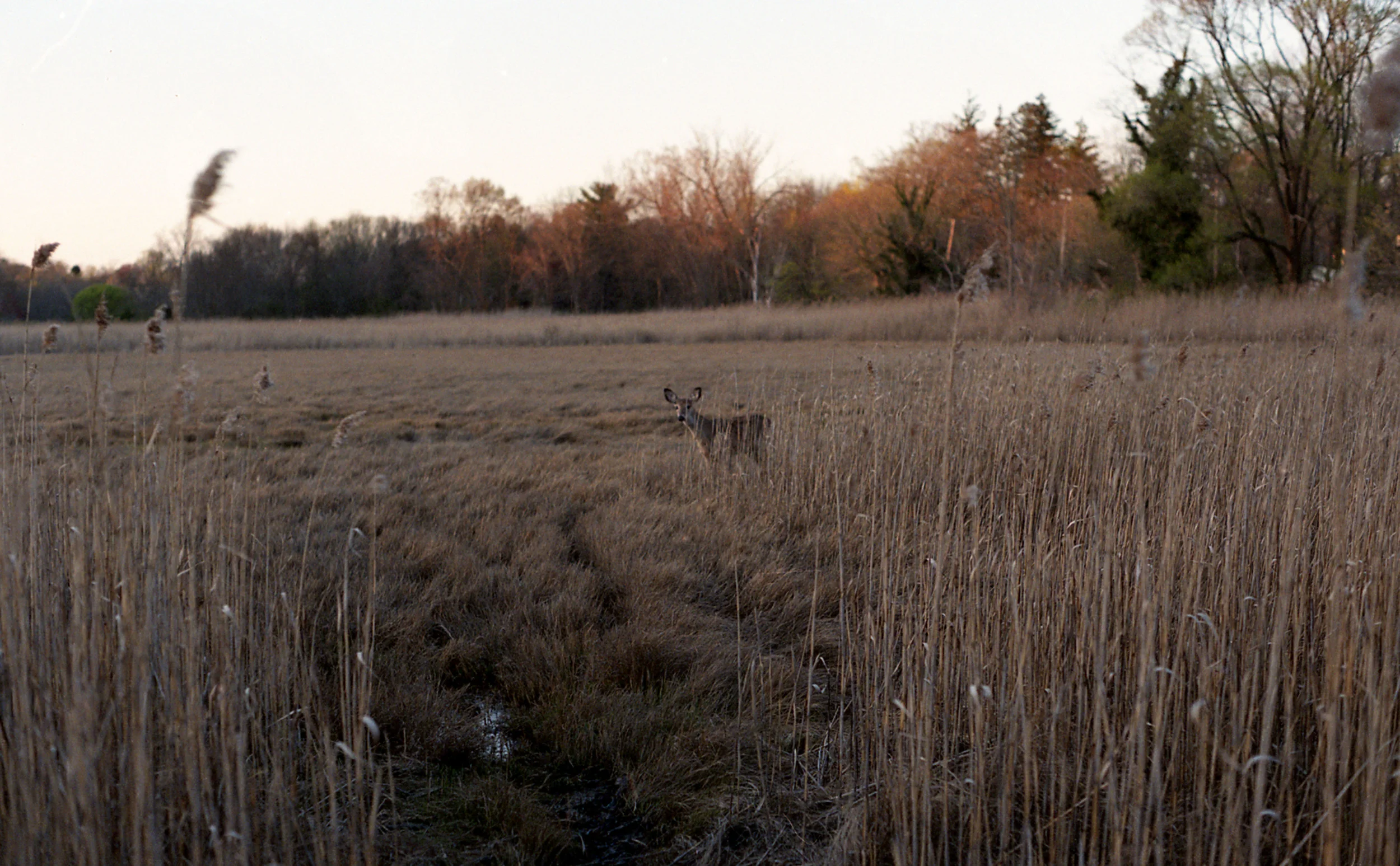deer.jpg