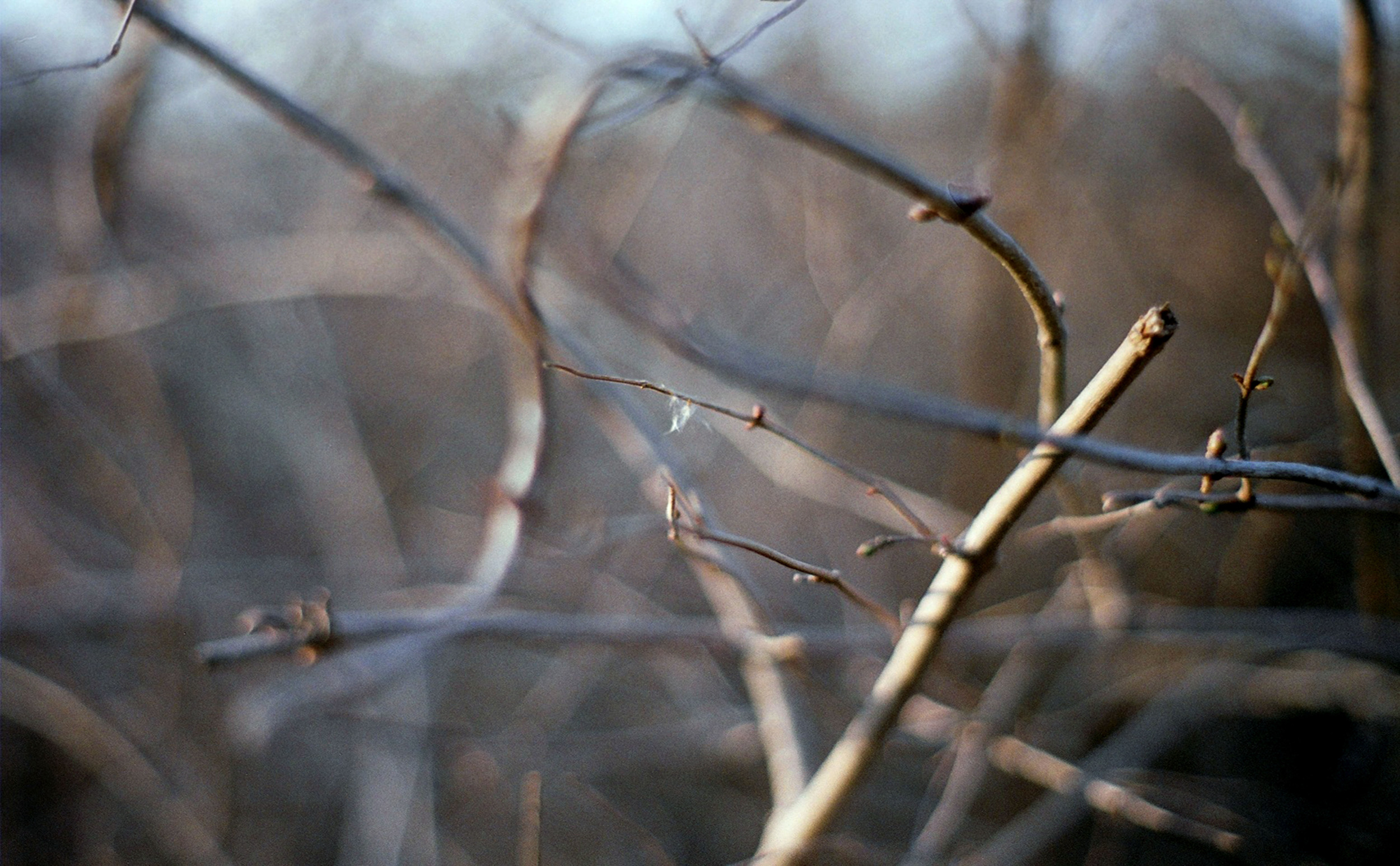 feather.jpg
