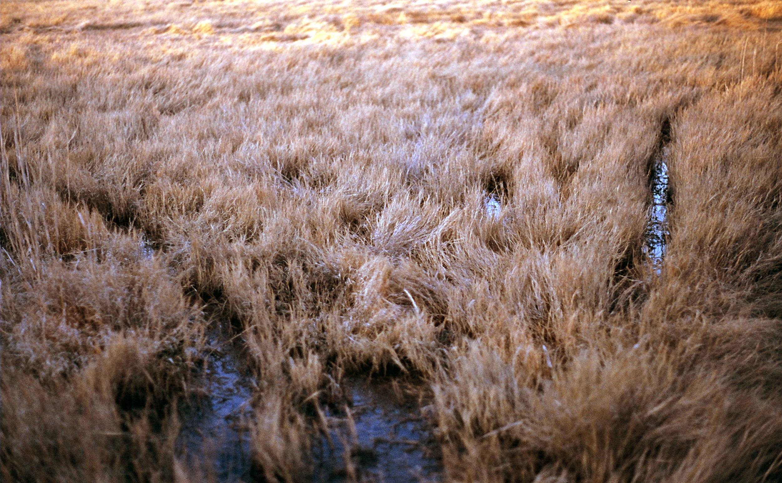 field.jpg
