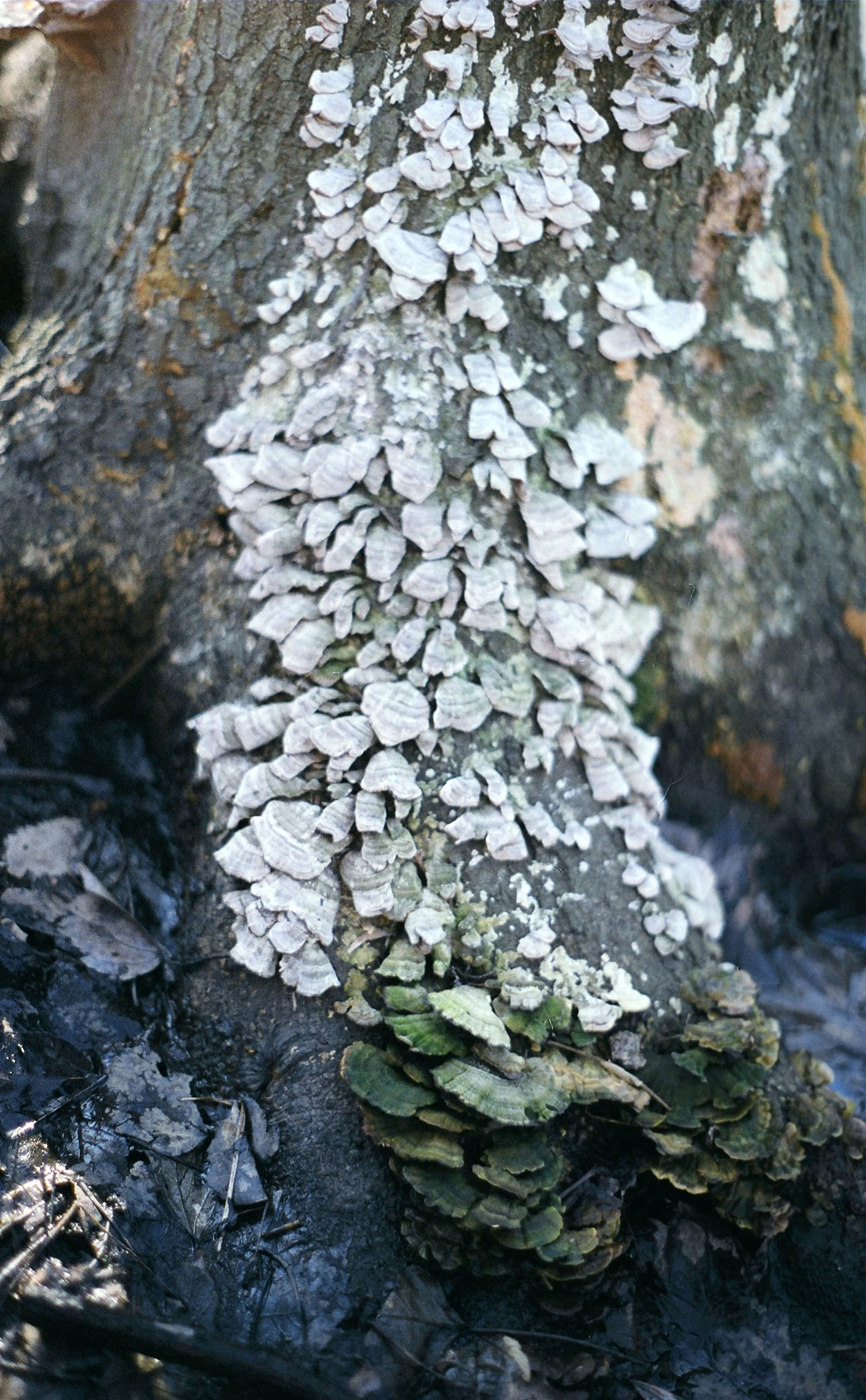 mushroomtrunk.jpg