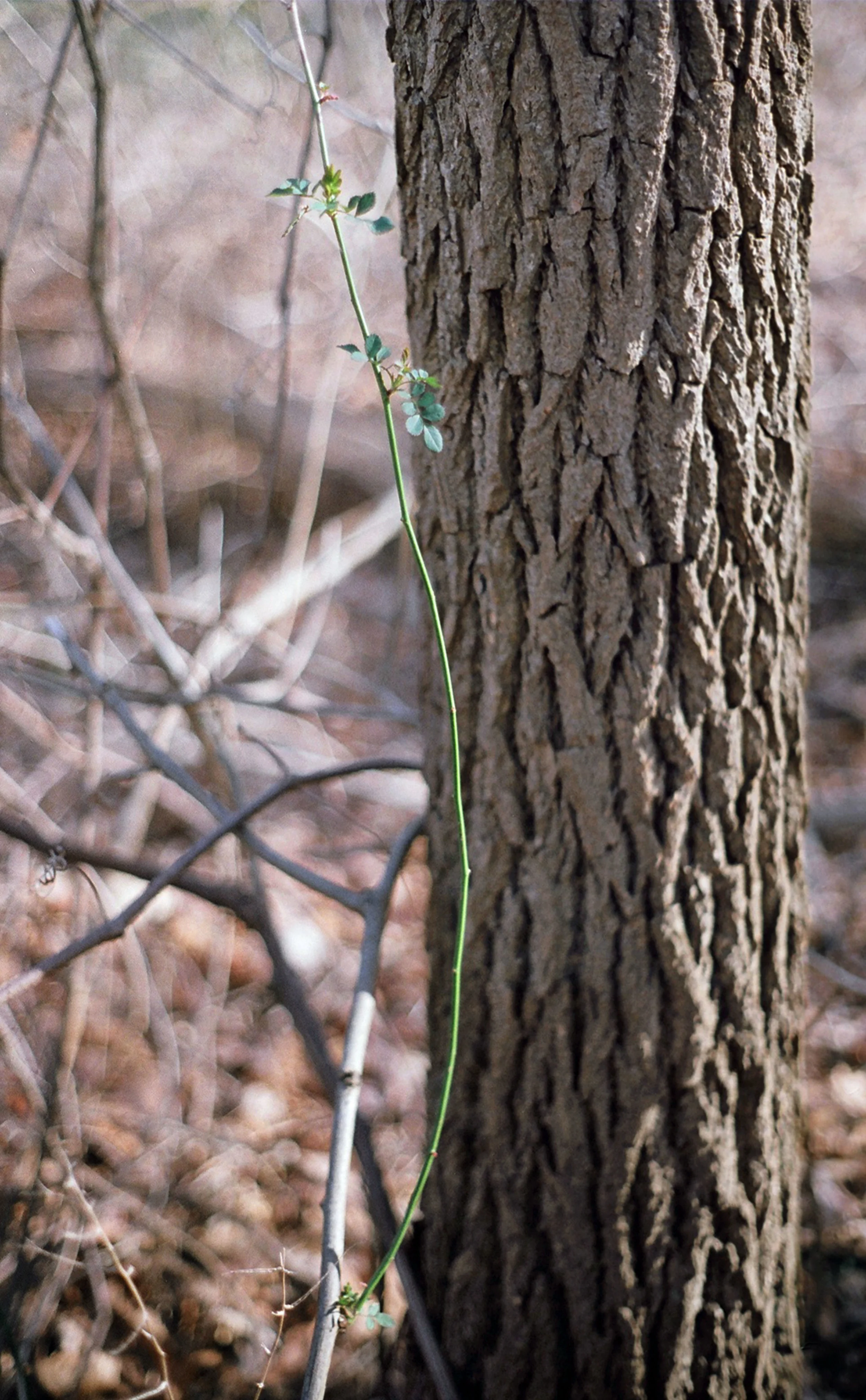 thorns2.jpg