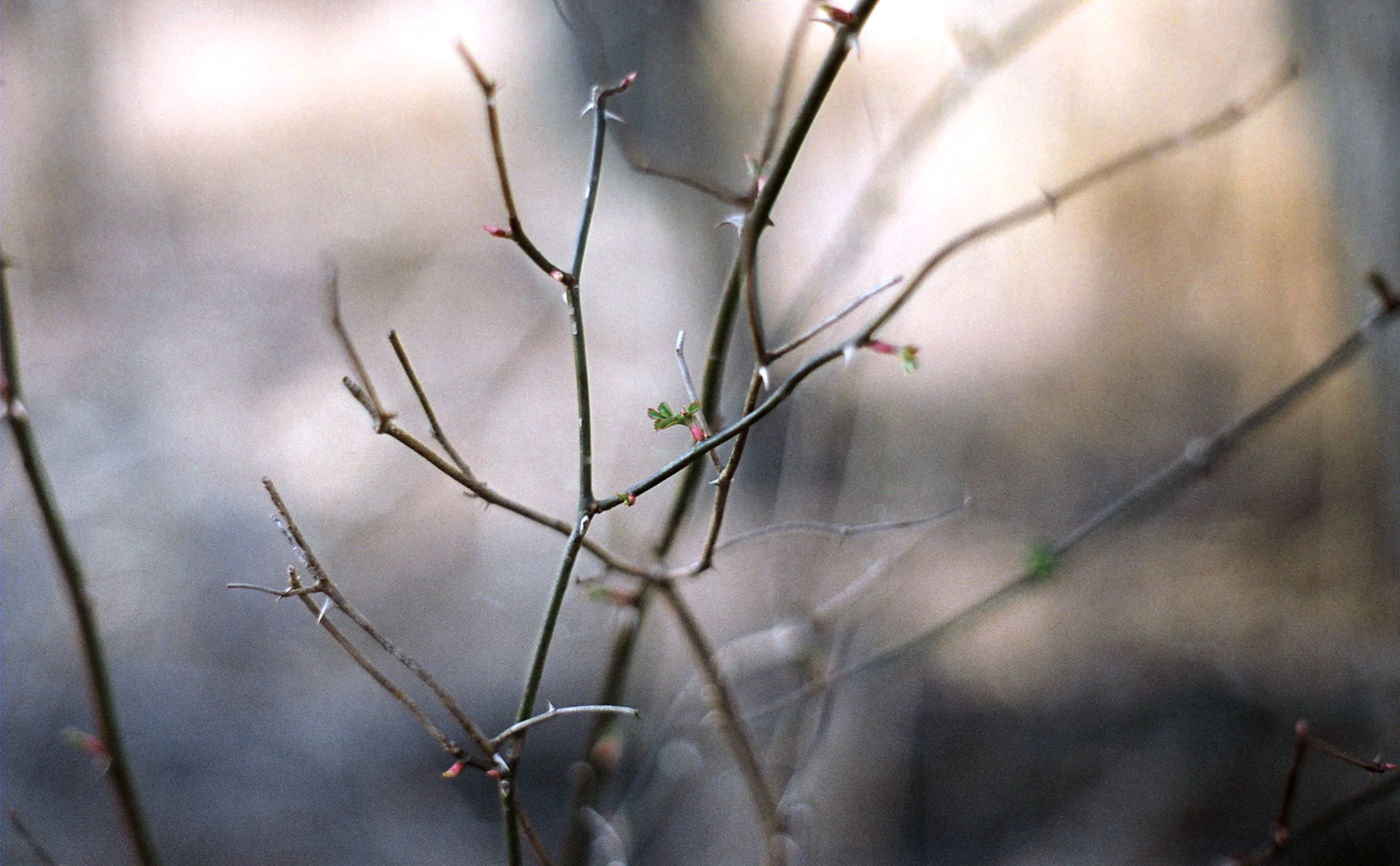 thorns3.jpg