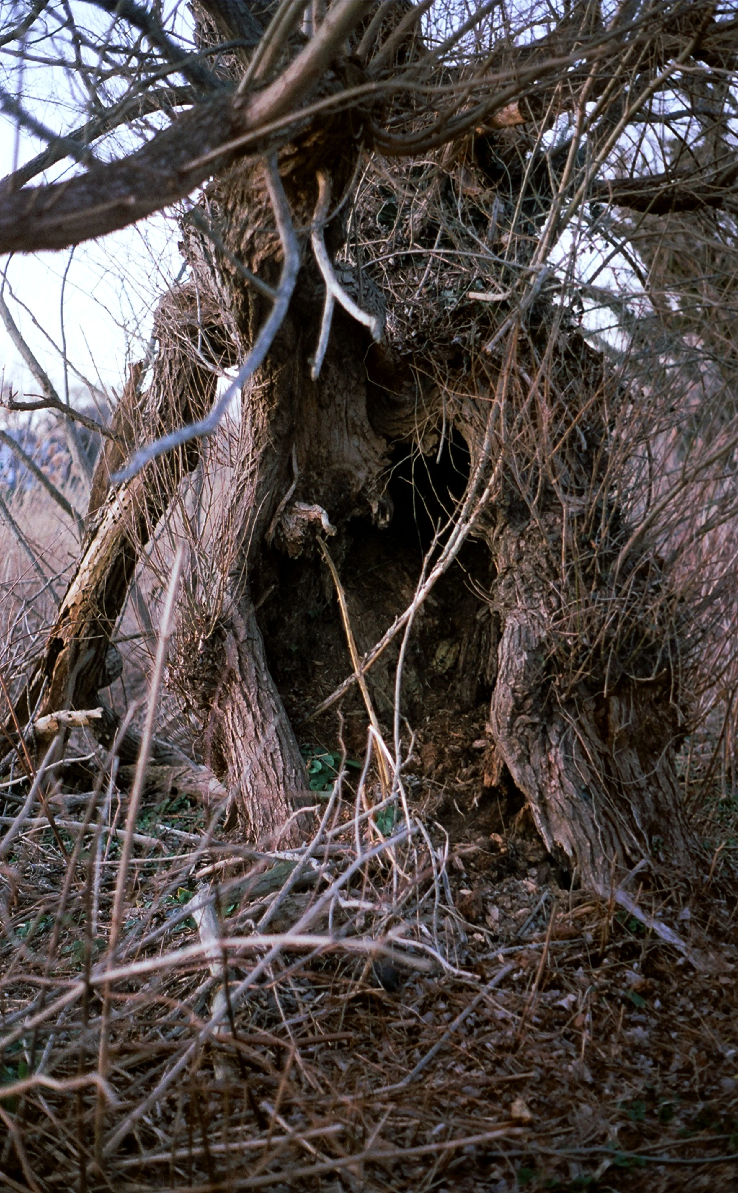 tree.jpg
