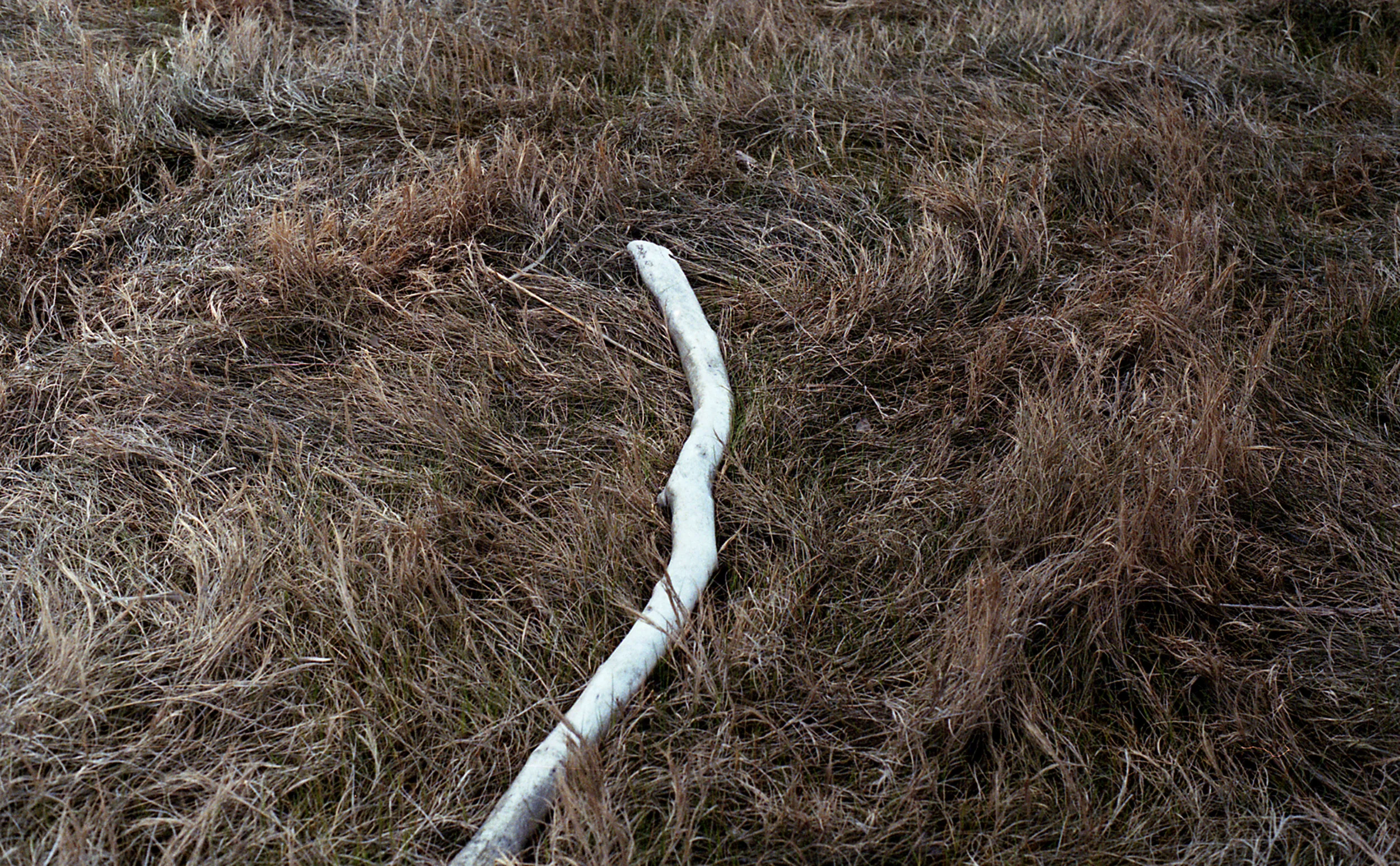 whitebranch.jpg