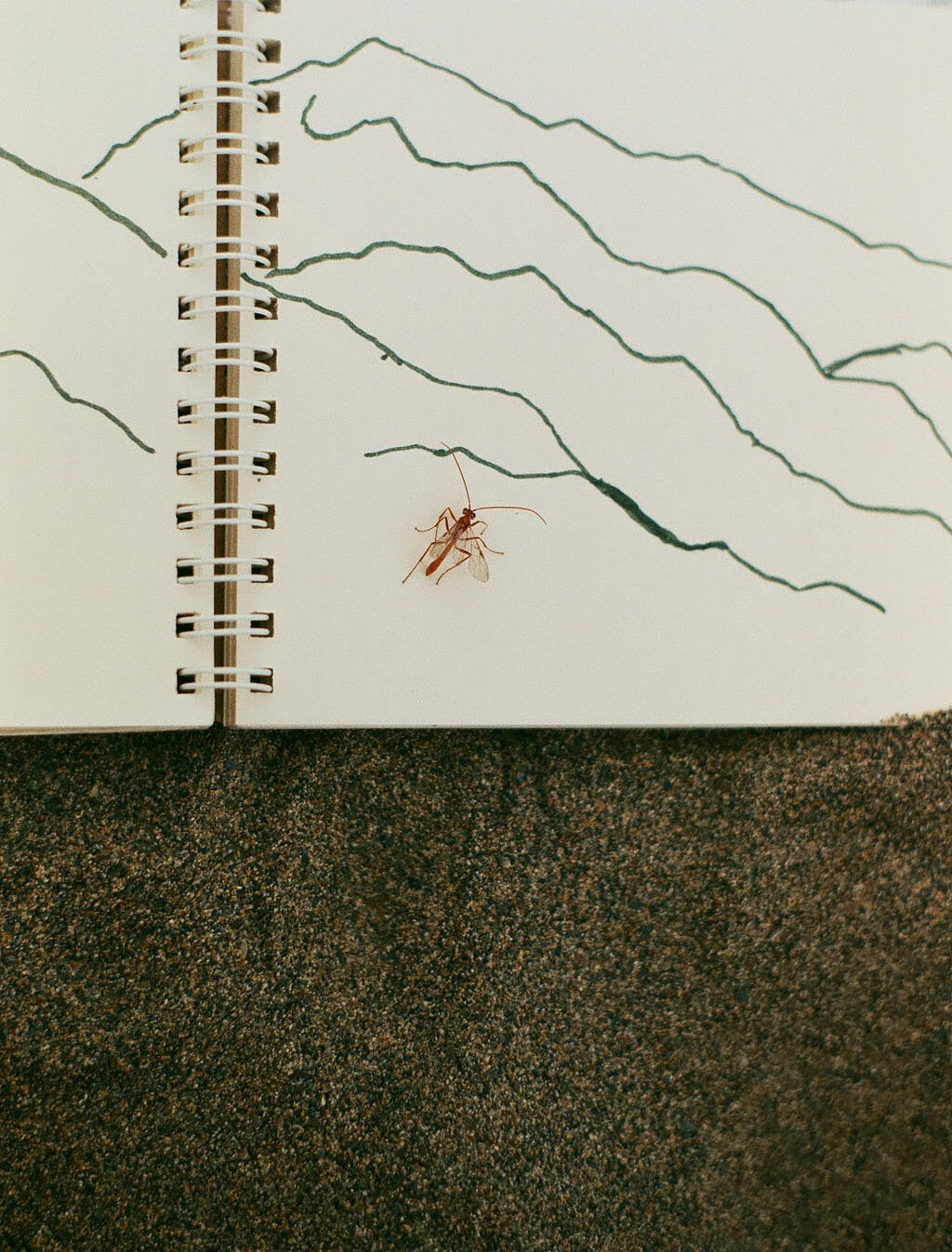 bug.jpg