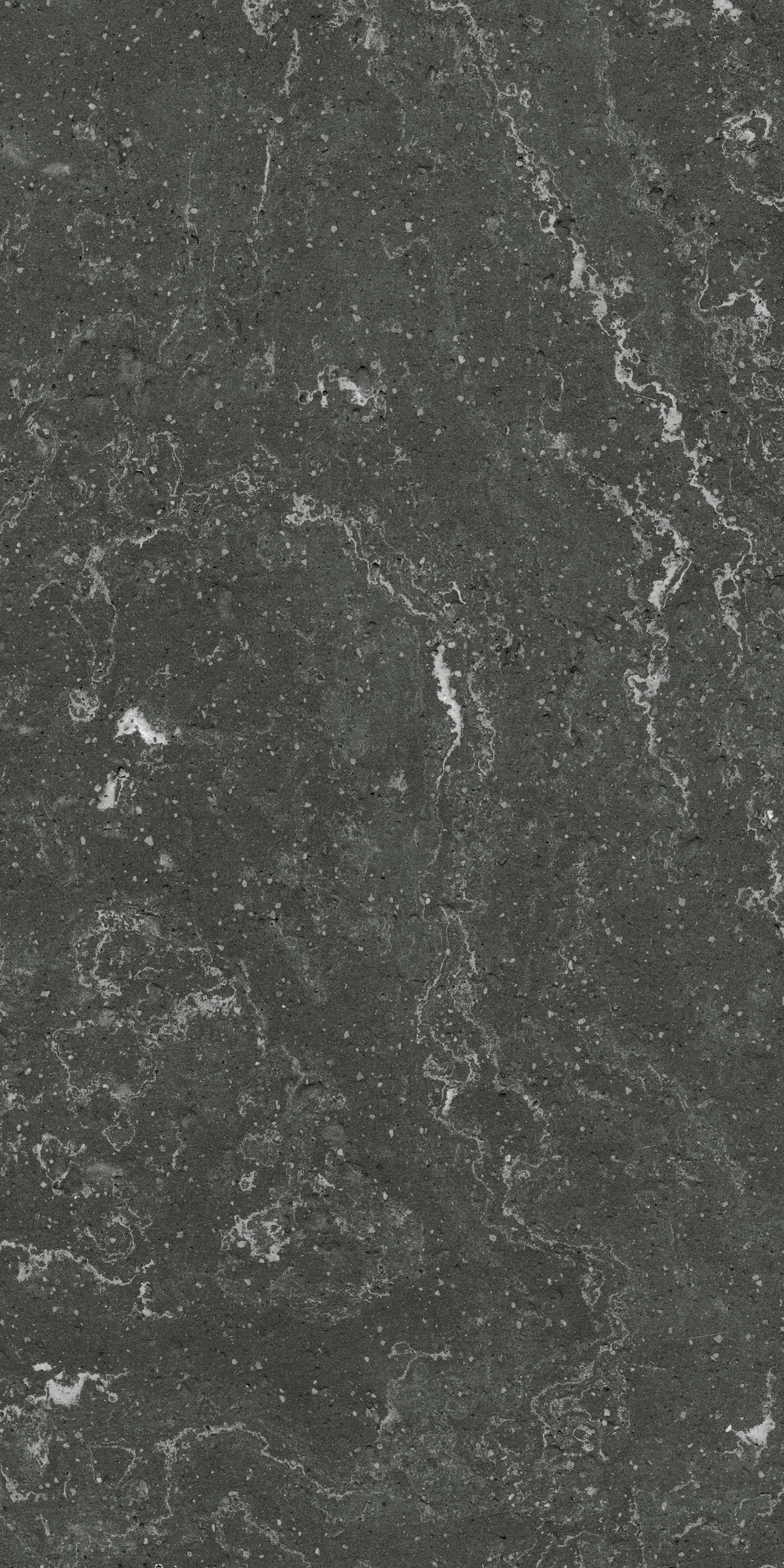 達爾文 No.3 黑.jpg