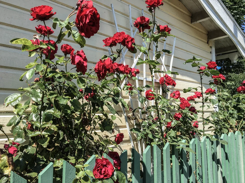 And saw all kinds of adorable, beautiful things