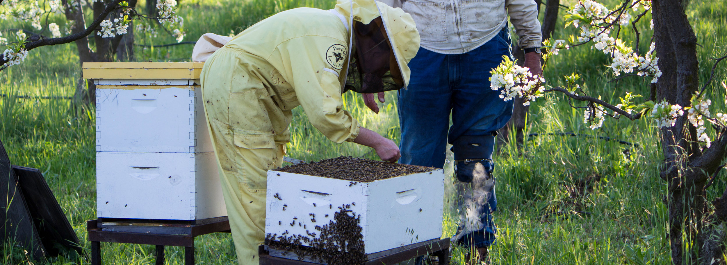 BEE JOURNEY