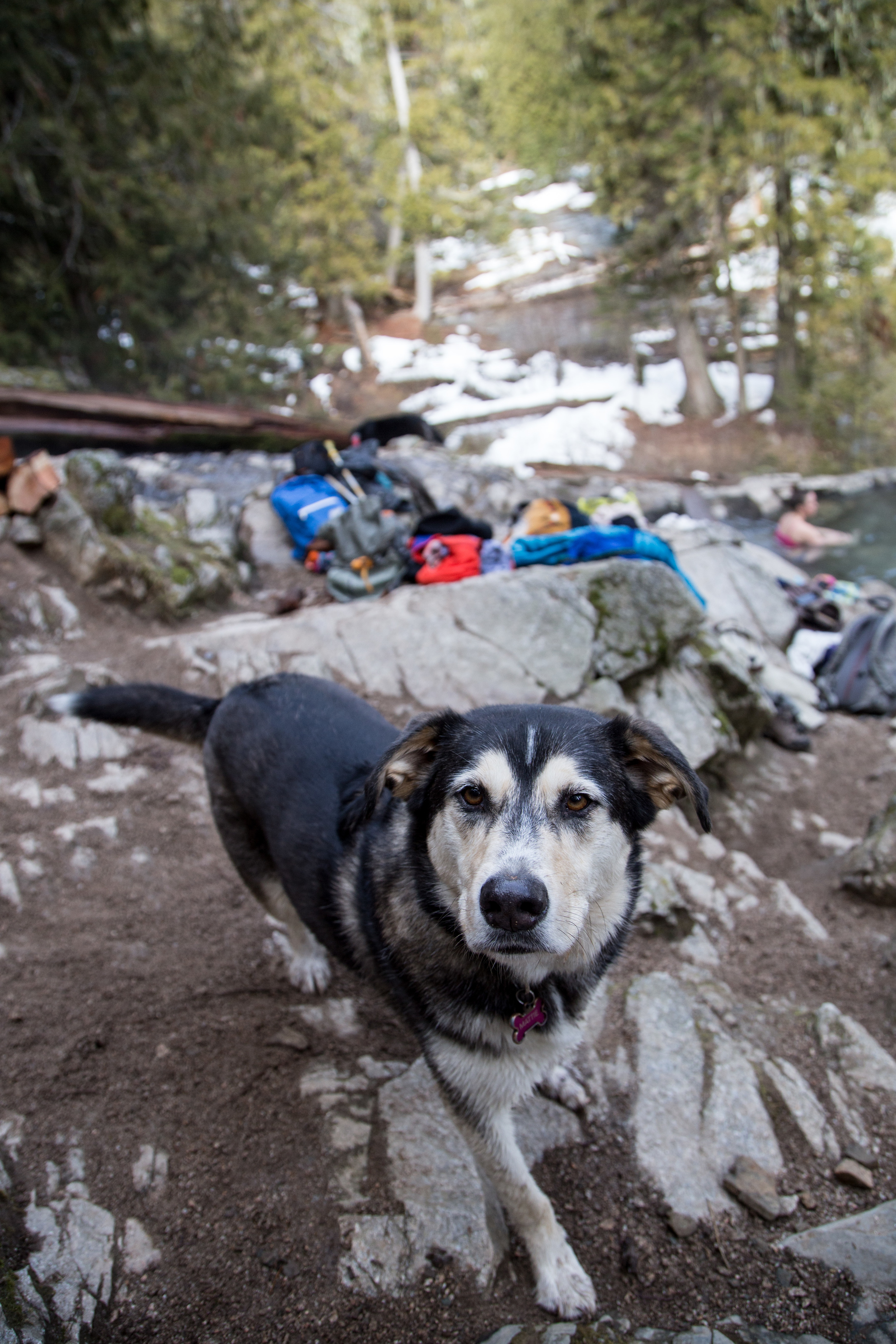 An Alaskan dog, we met two other groups of Alaskans at the hot springs.