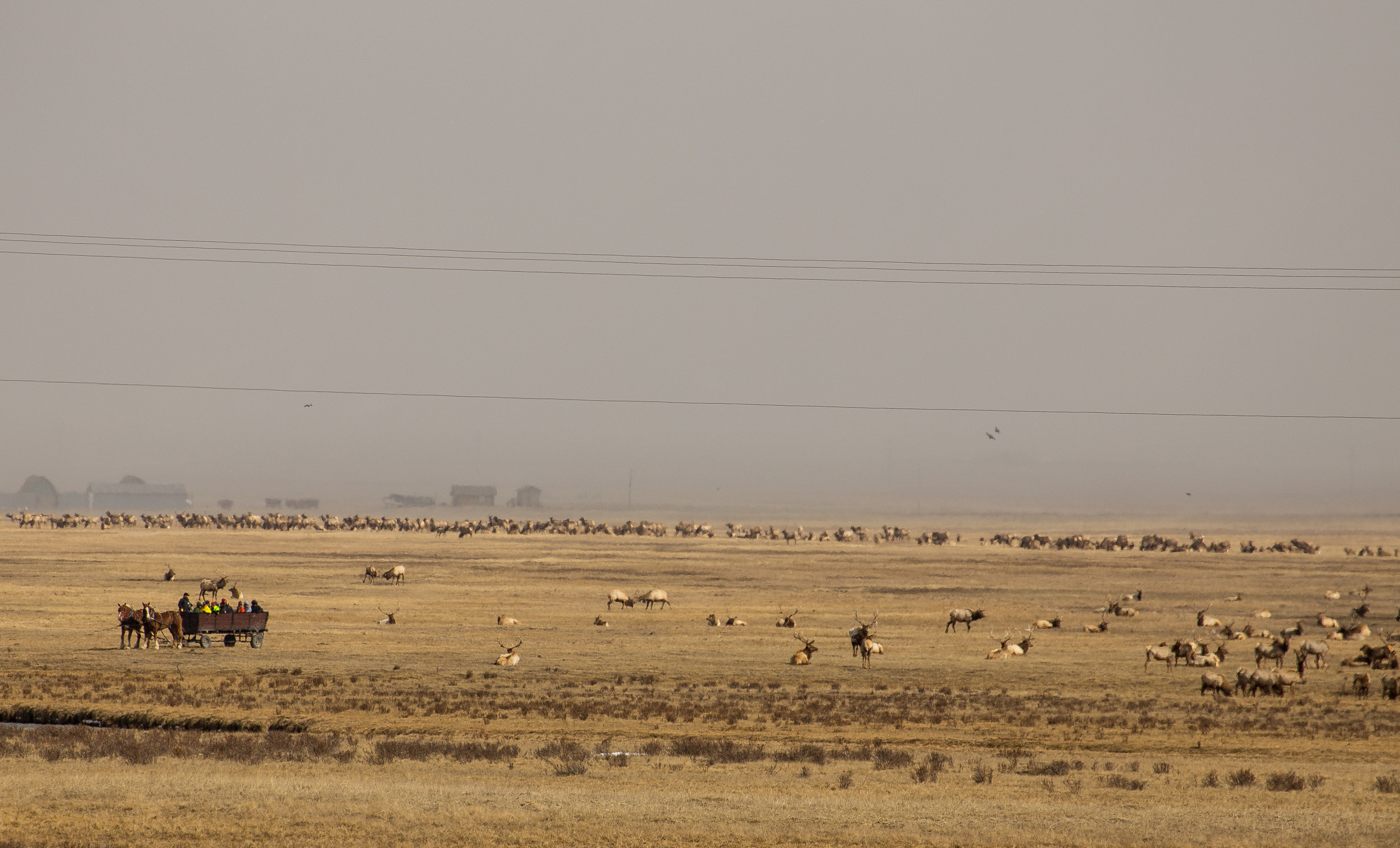 Africa? No the elk reserve outside of Jackson.