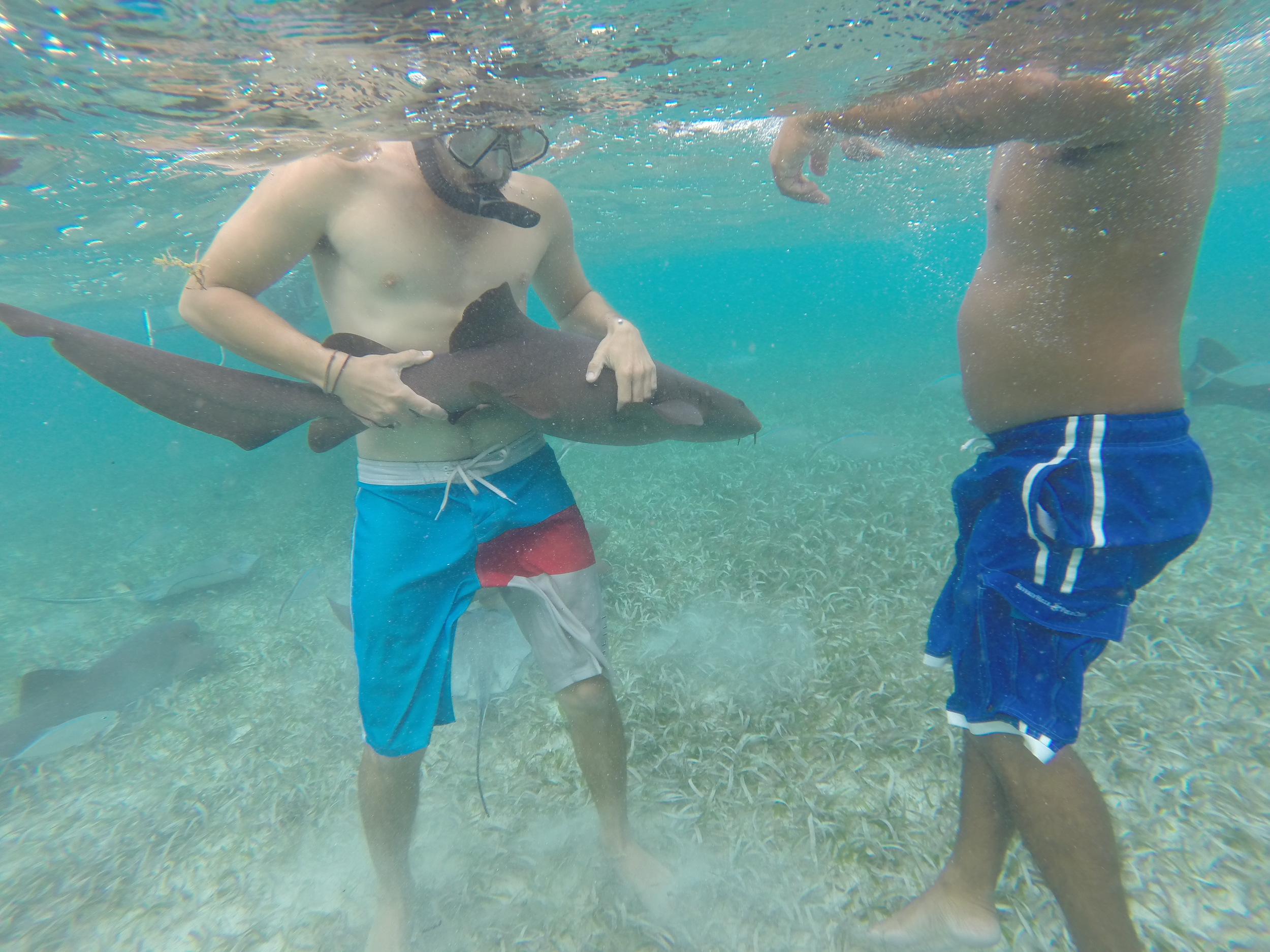 Dillon with a Nurse Shark