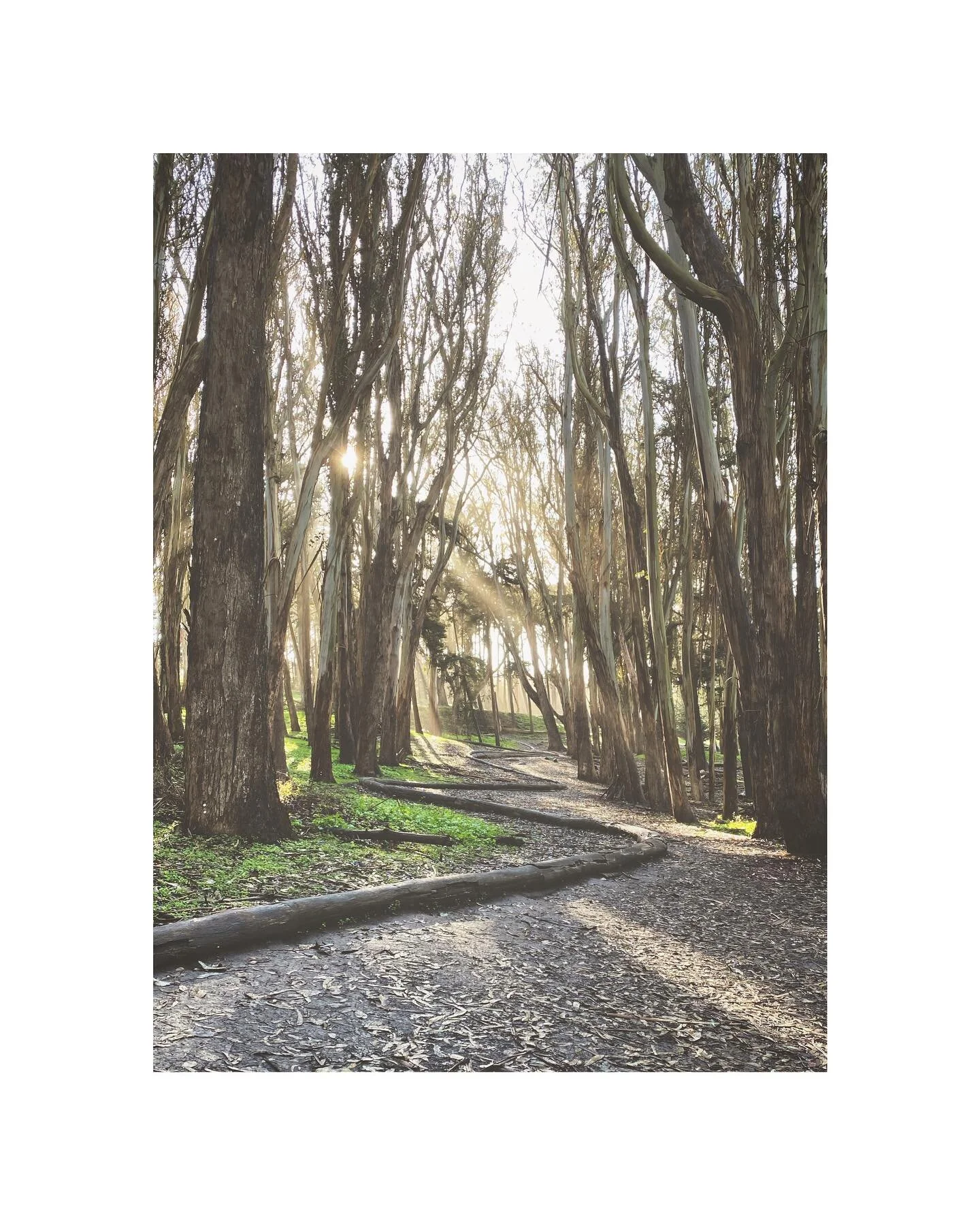 That dreamy morning light.
.
.
.
#loverslane #sanfrancisco #california #dreamylight #eucylptus #morningstroll #californiadreaming #newmoon #daydreaming #soloexplorer #throughthetrees
