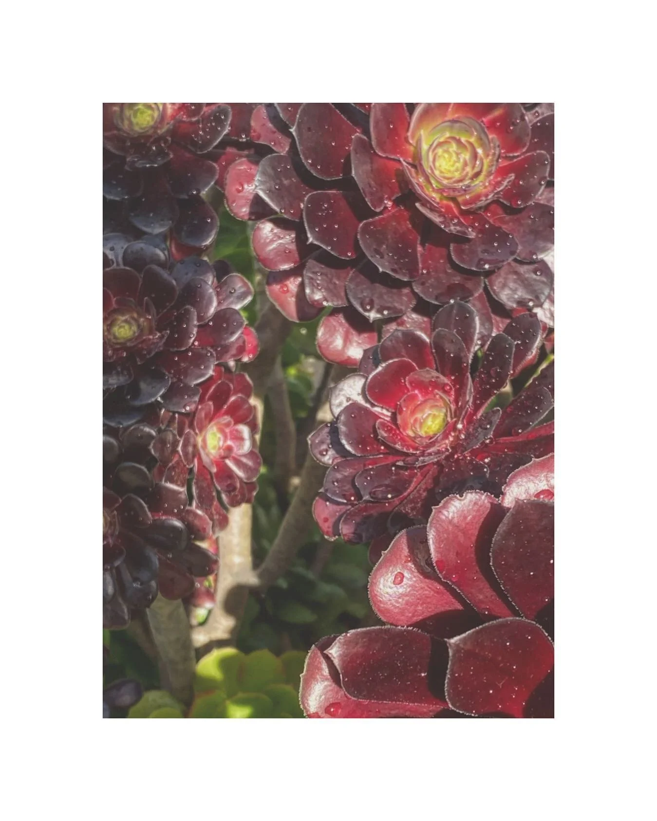Springs Rains
.
.
.
#succulents #plants #rainshowers #morningwalks #spring #nature #botany #sun #springtime #burgundy #eastfacing #garden #wanderlust