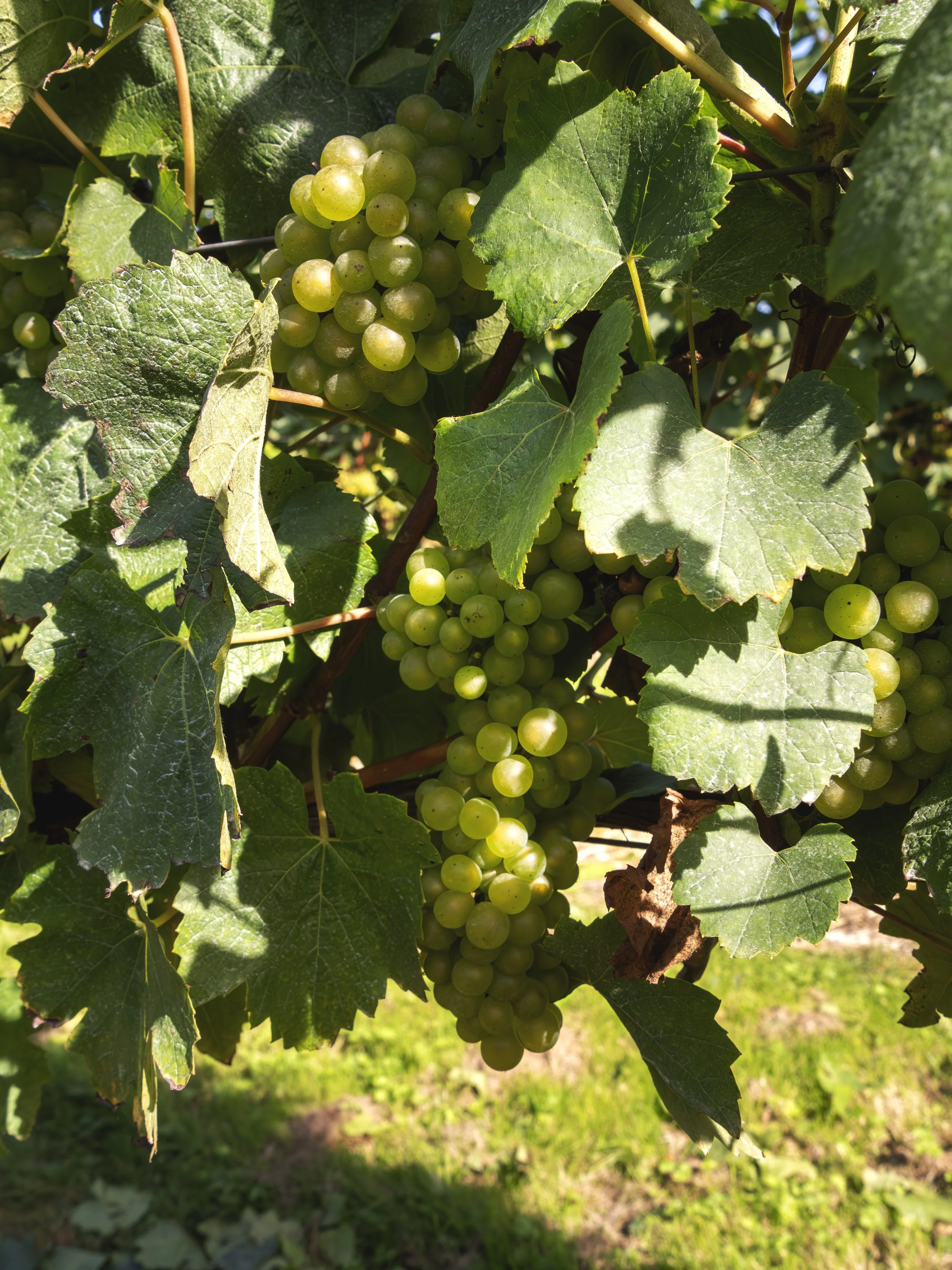 5.Charles Palmer green grapes.jpg