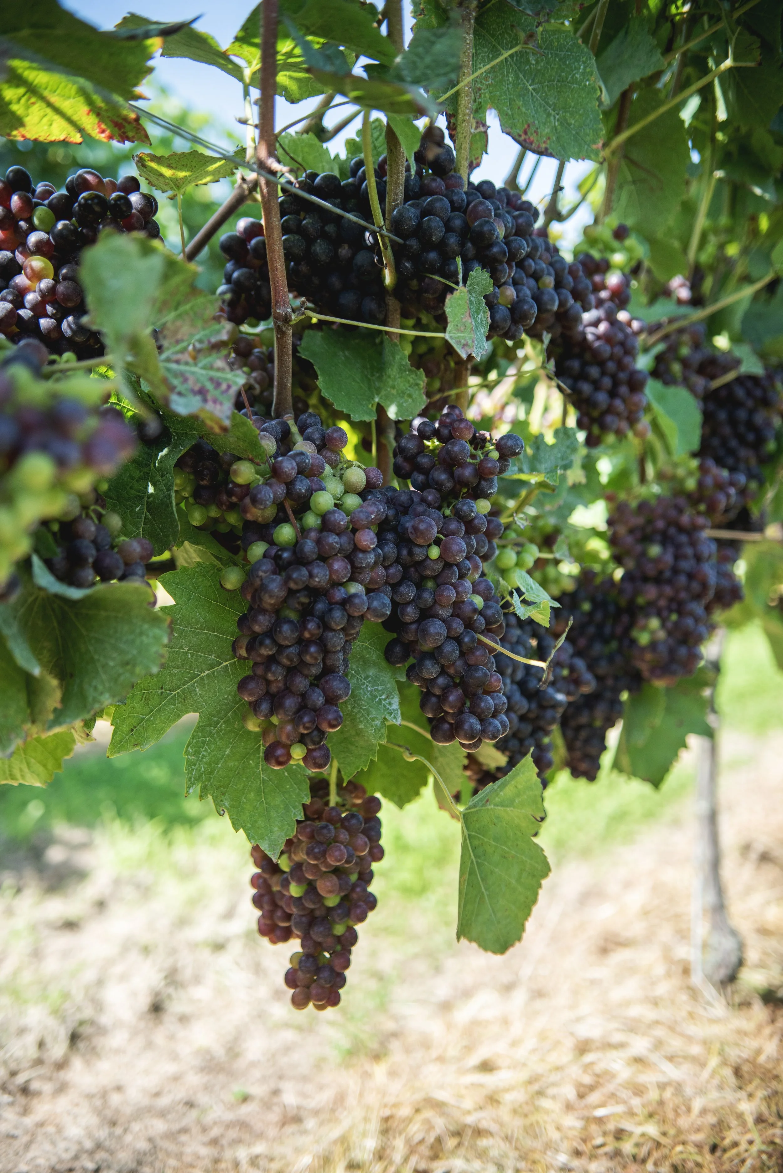 4.Charles Palmer black grapes.jpg