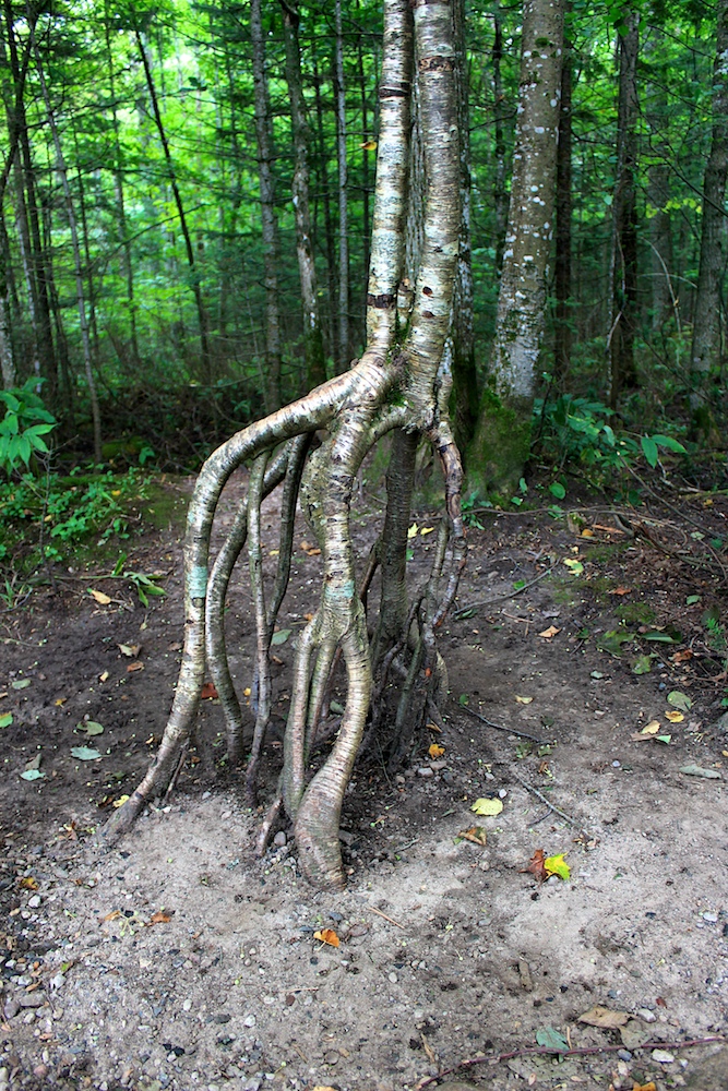 07Natural Oddity 23526.jpg