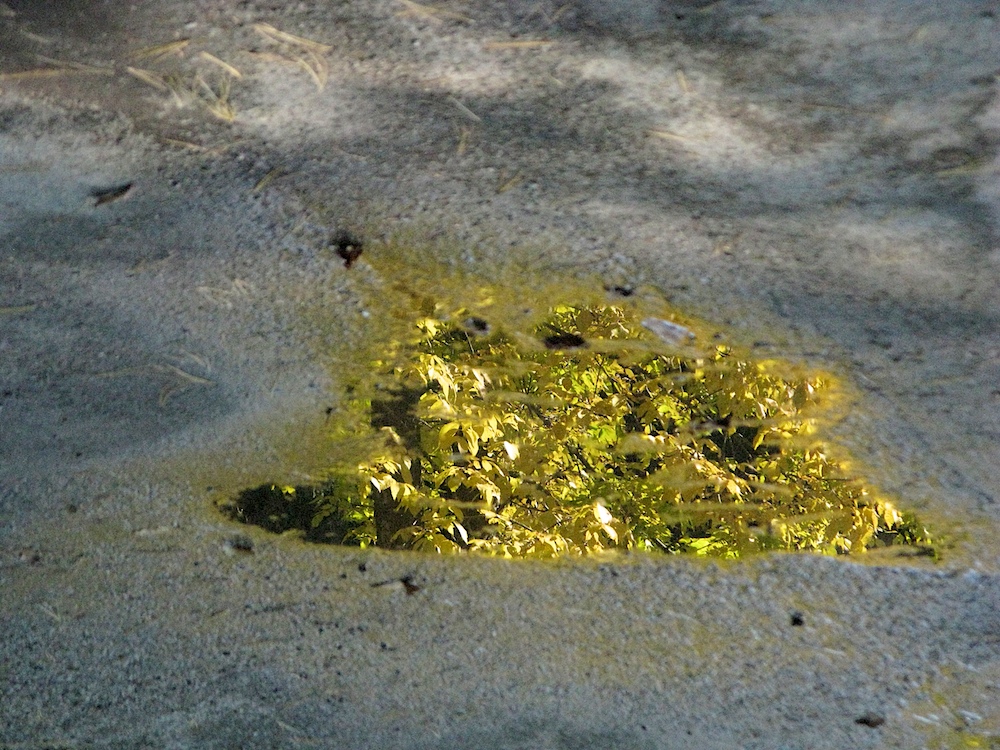 09WhatIsIt 23559.jpg