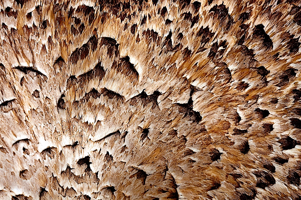09WhatIsIt 23567.jpg