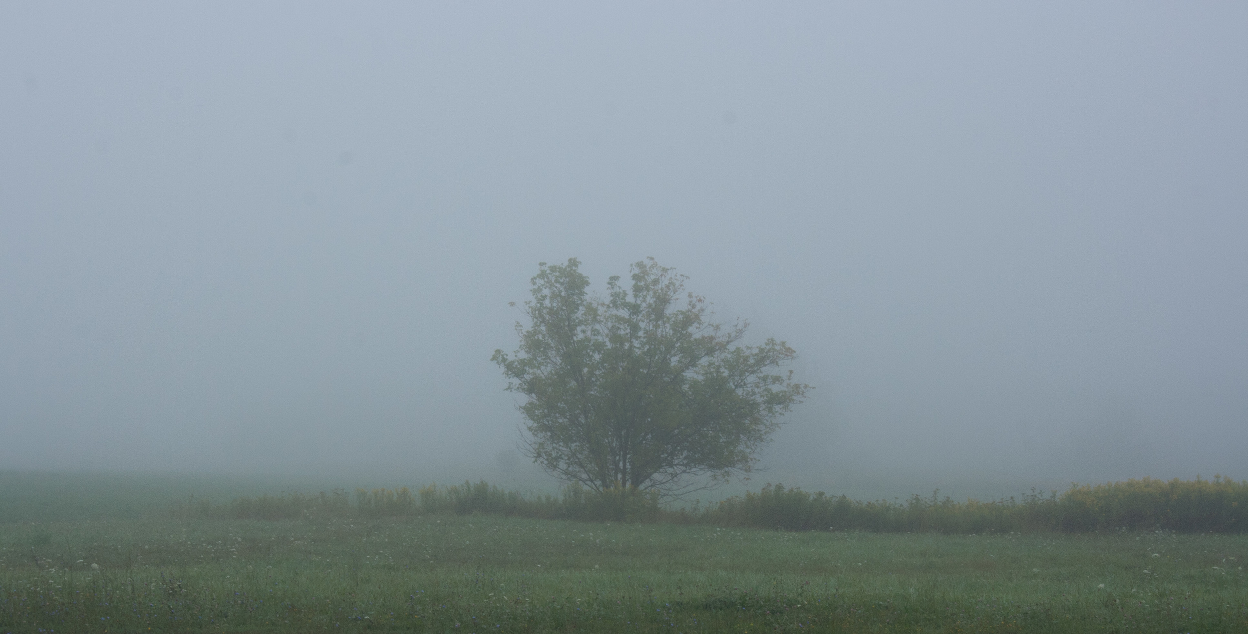 1006 - tree distant.jpg