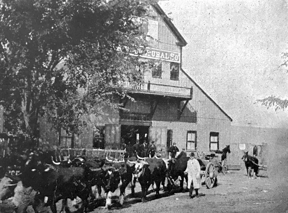 Amesbury & Salisbury Agricultural Society exhibition building from 1906 postcard. Note on card: “Oxen of J. P. Little (Woodsom) farm, shown at fair ca. 1900.” Courtesy of History Dept., Amesbury Public Library.